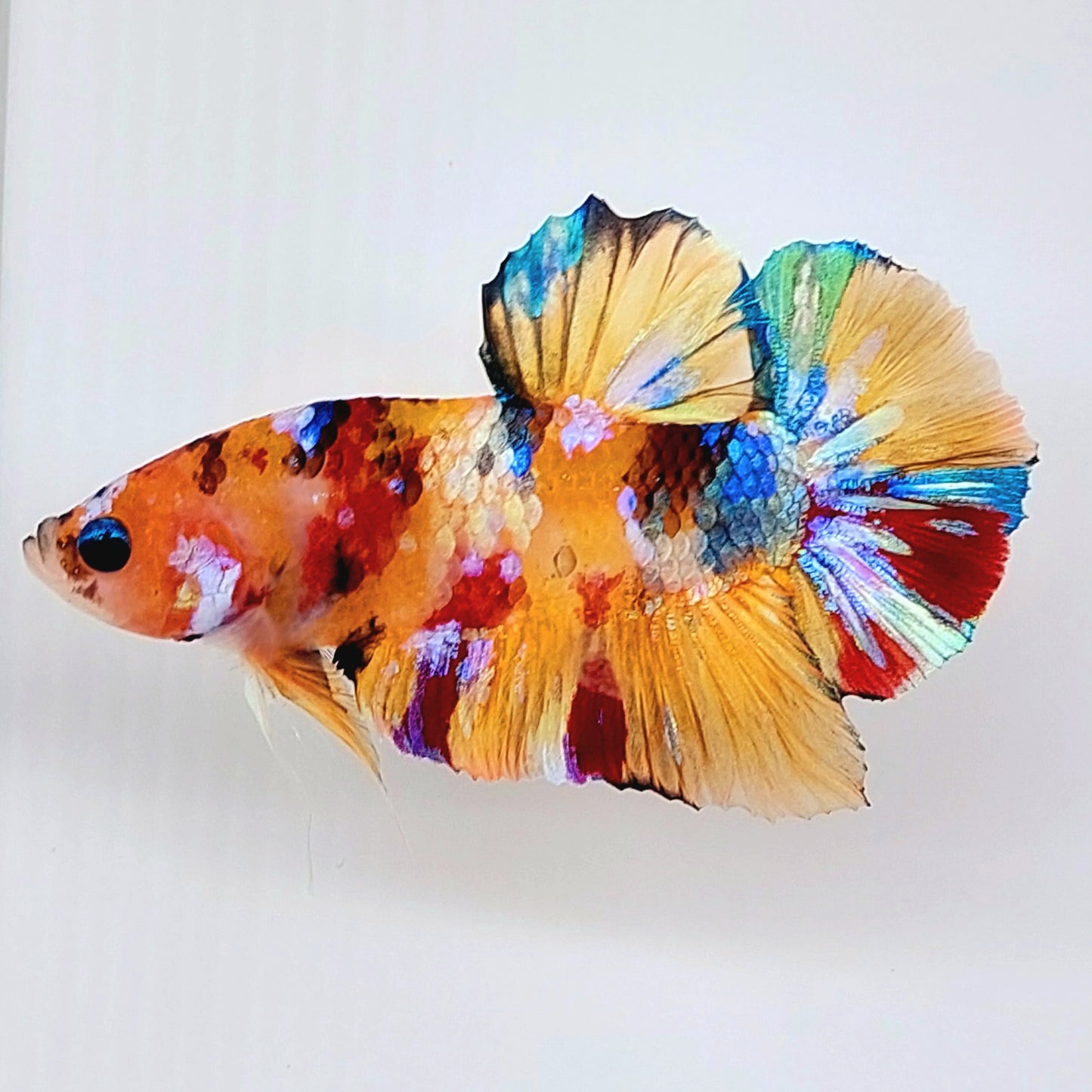 Multicolor Gold Galaxy HMPK Male