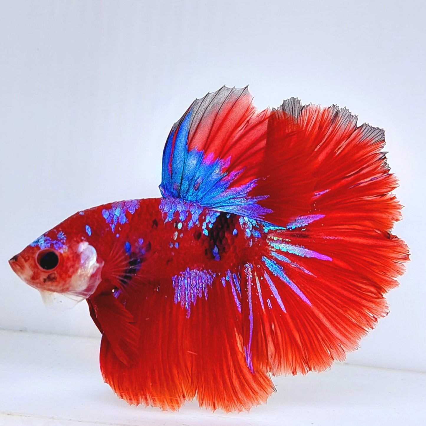 Red Koi Purple Galaxy Halfmoon Male
