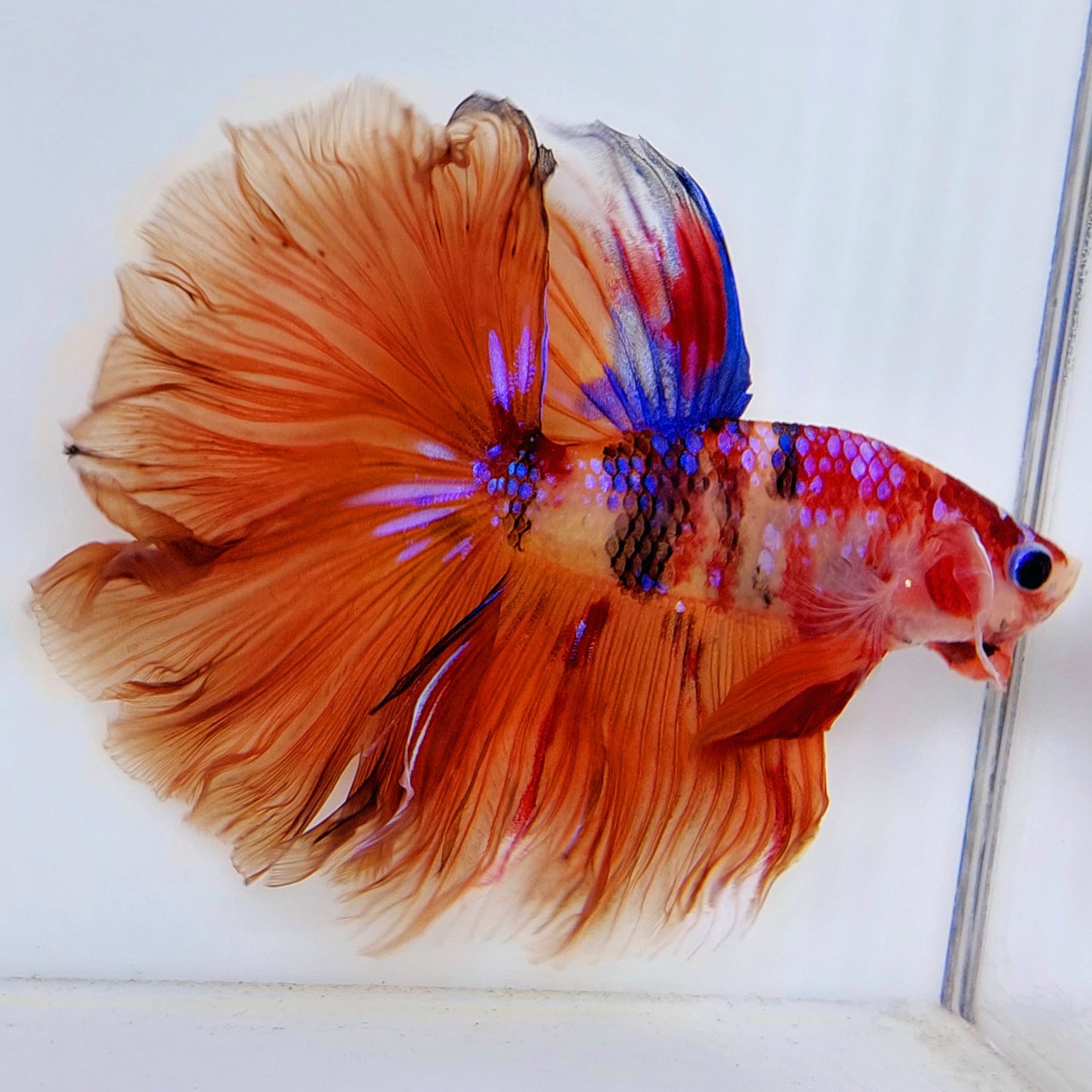 Multicolor Candy Purple Galaxy Rosetail Halfmoon Male