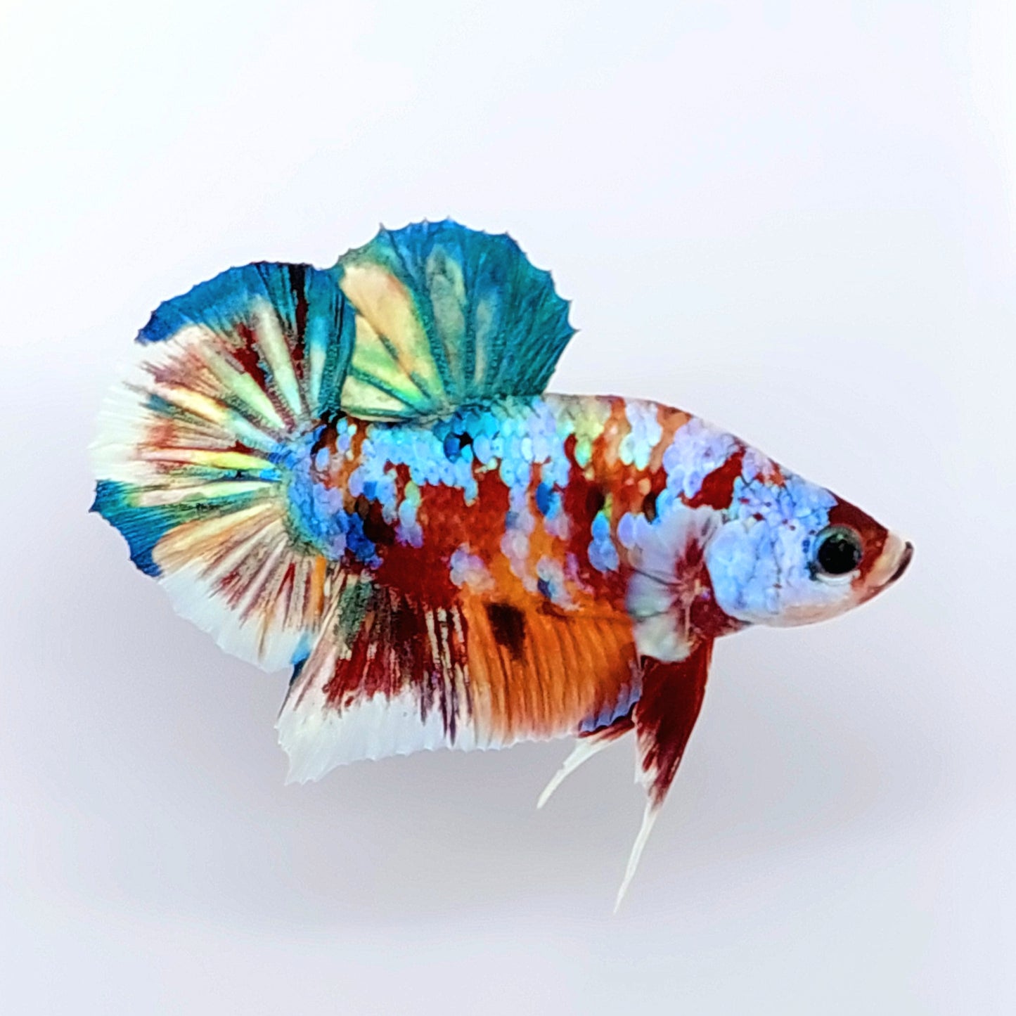 Multicolor Rainbow Galaxy OHMPK Male