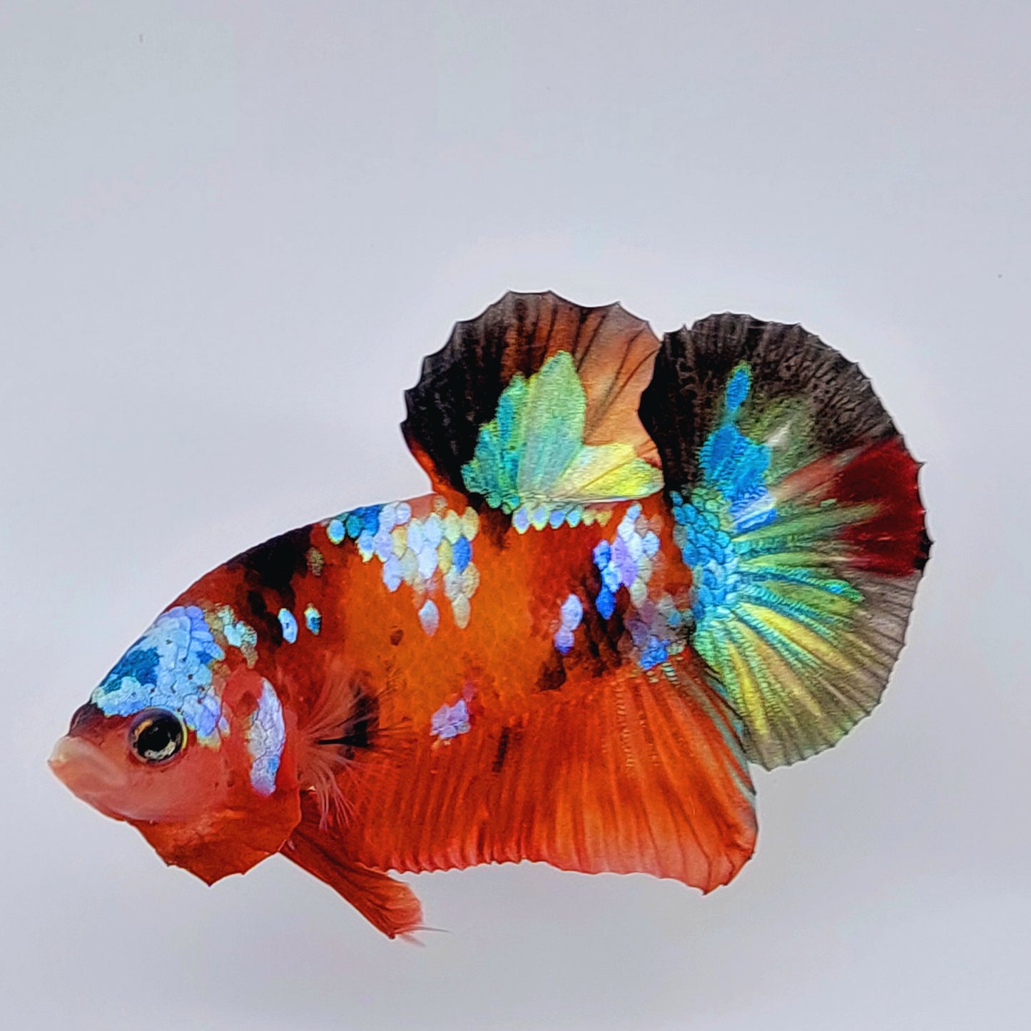 Multicolor Orange Green Galaxy HMPK Male