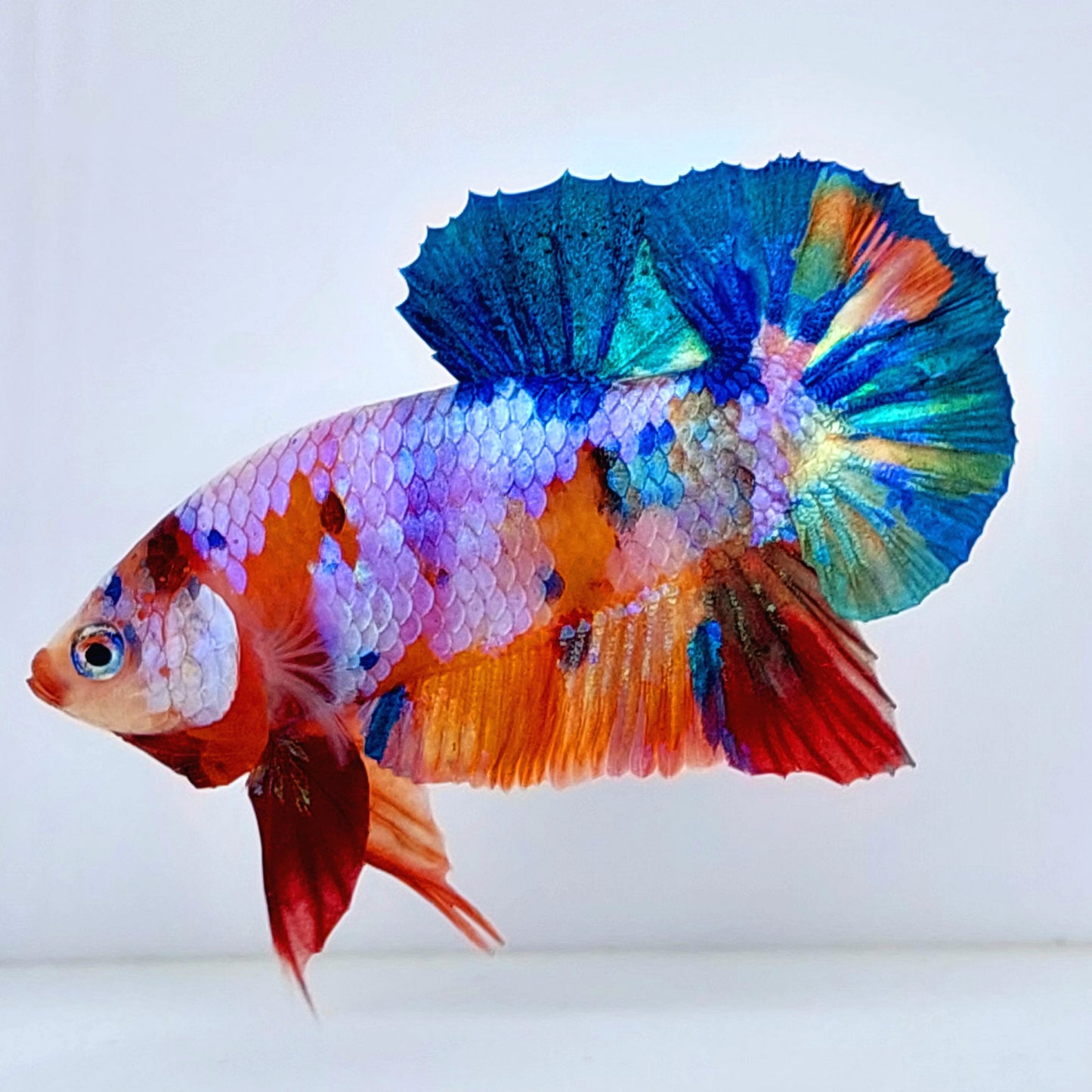 Multicolor Pink Purple Galaxy HMPK Male