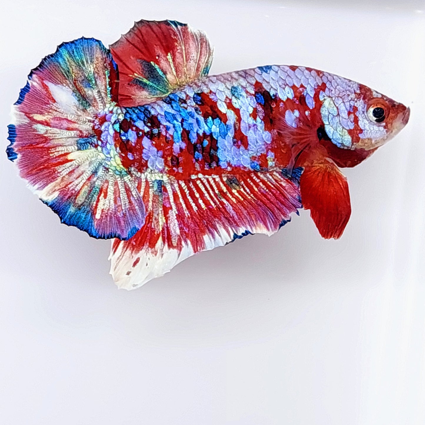 Multicolor Red Pink Galaxy OHMPK Male