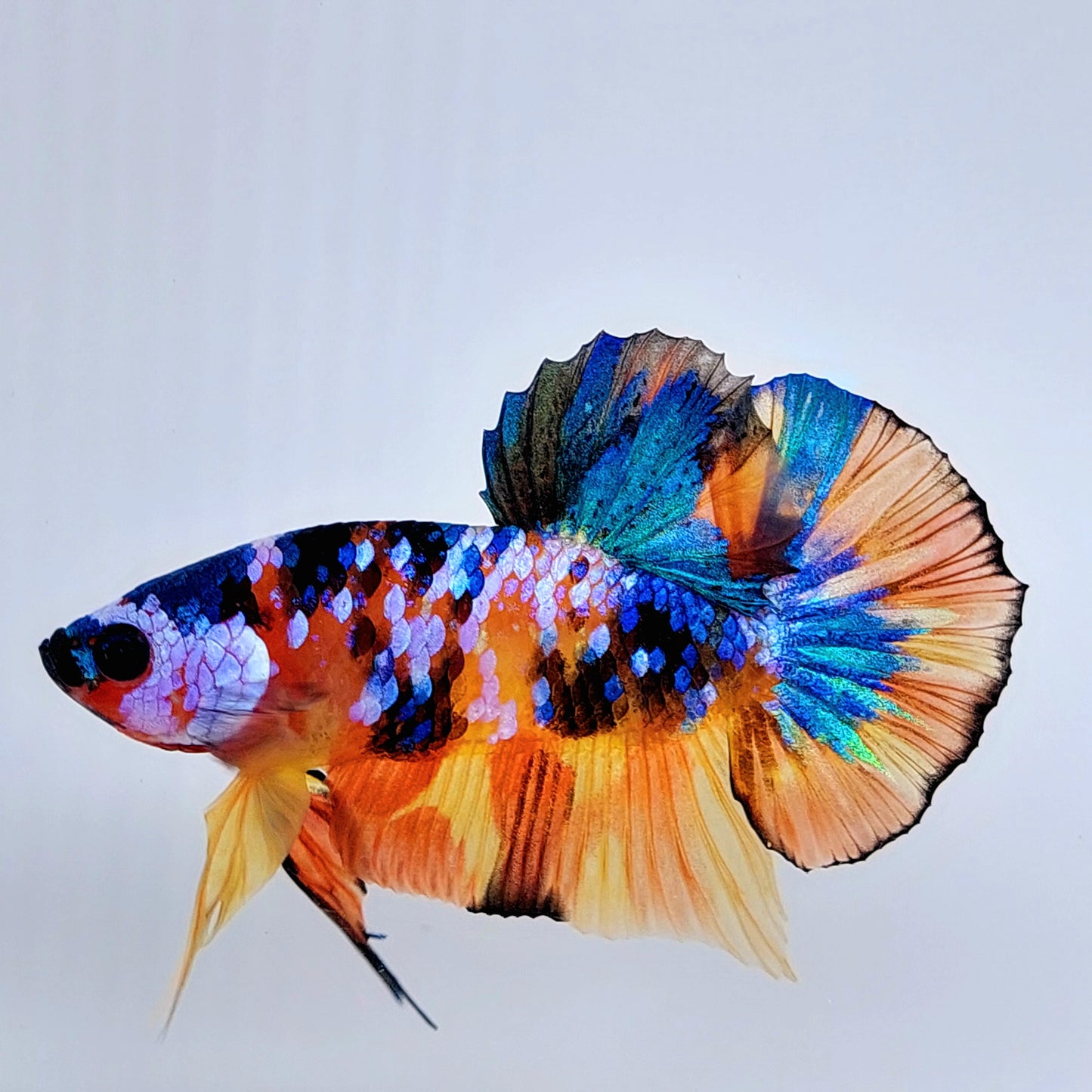 Multicolor Pink Galaxy HMPK Male