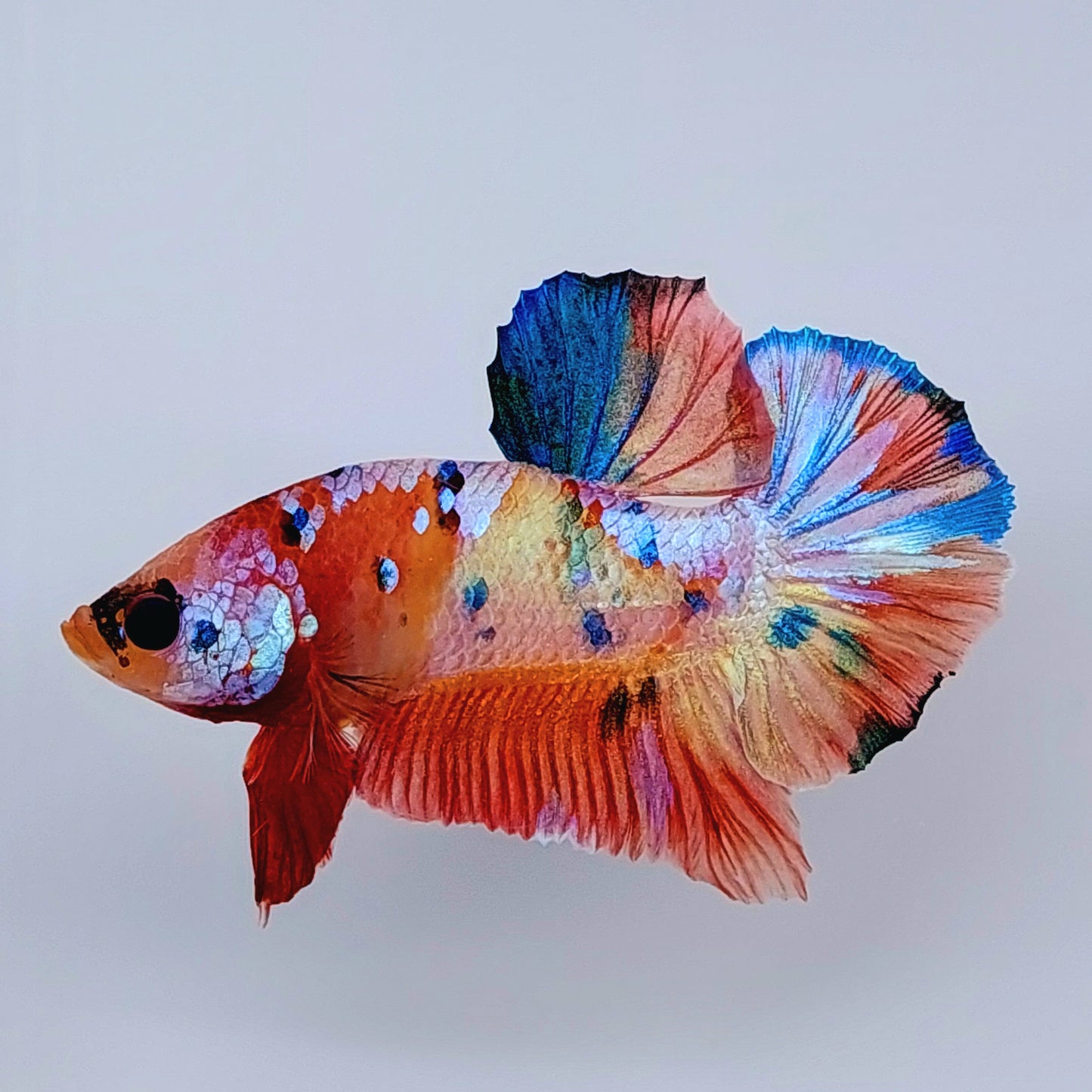 Multicolor Orange Gold Galaxy HMPK Male