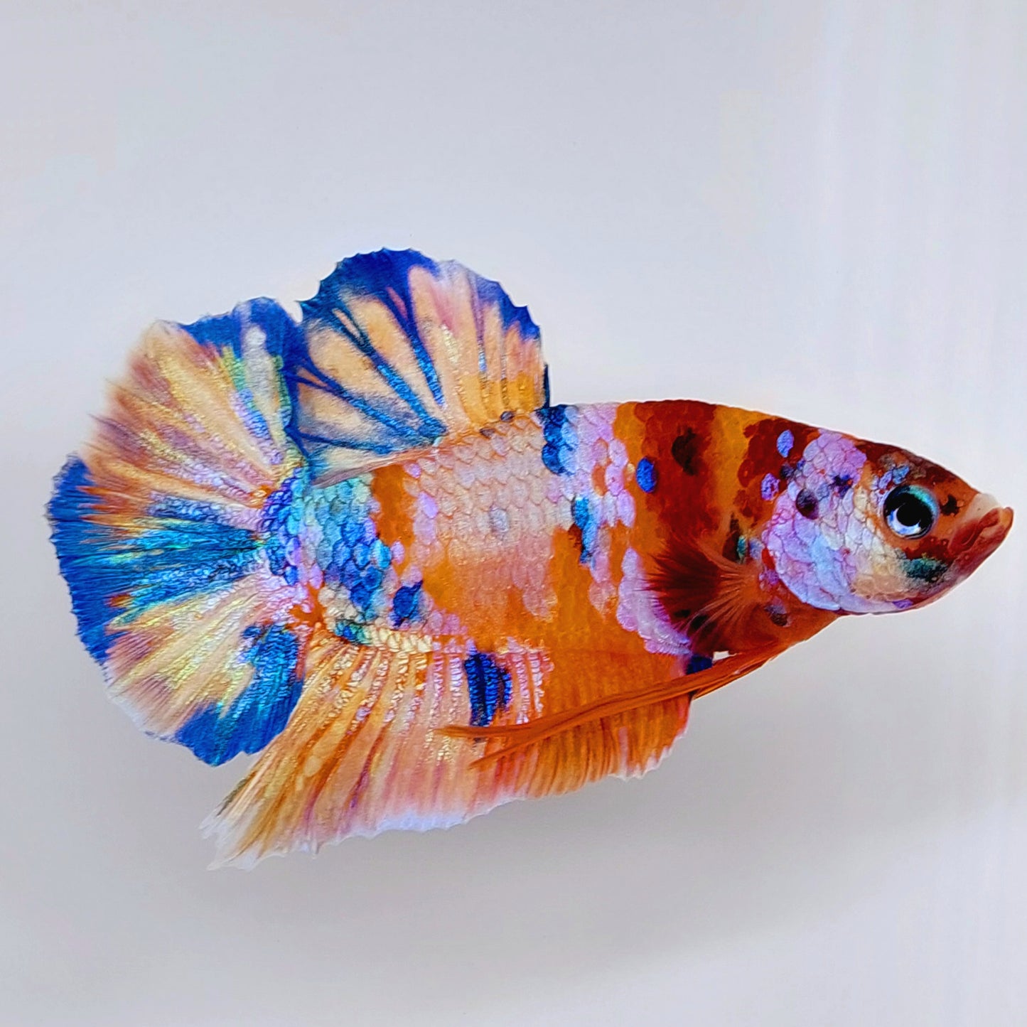 Multicolor Gold Candy Galaxy HMPK Male