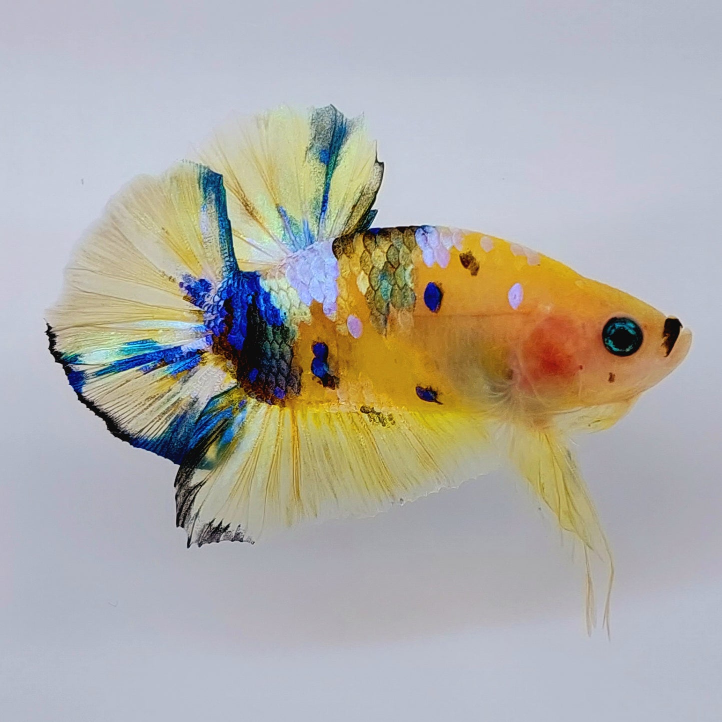 Shortbody Yellow Gold Koi Galaxy HMPK Male