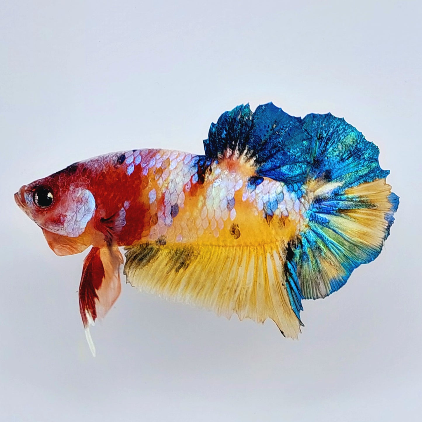 Multicolor Yellowbase Galaxy HMPK Male