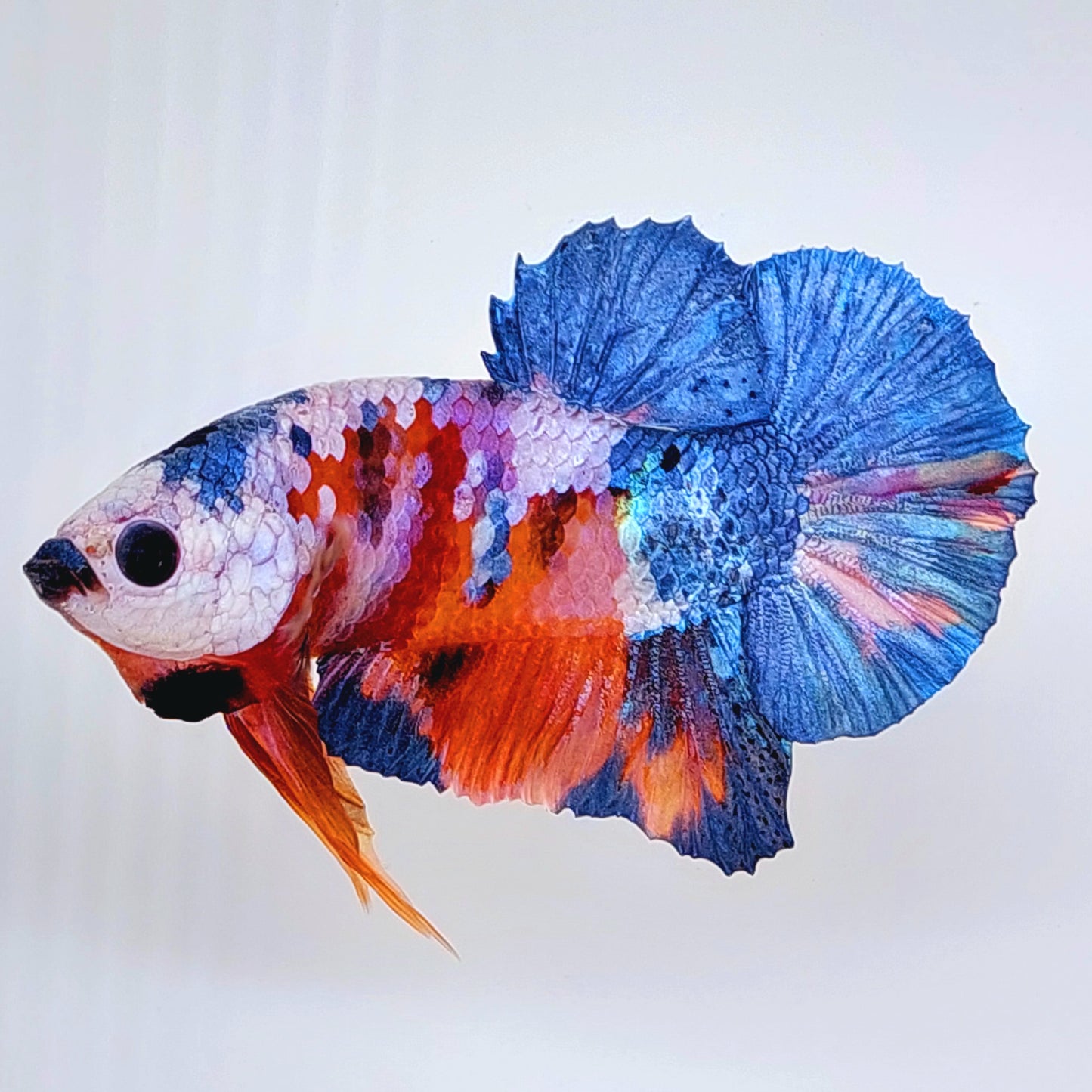 Multicolor Blue Pink Purple Galaxy HMPK Male