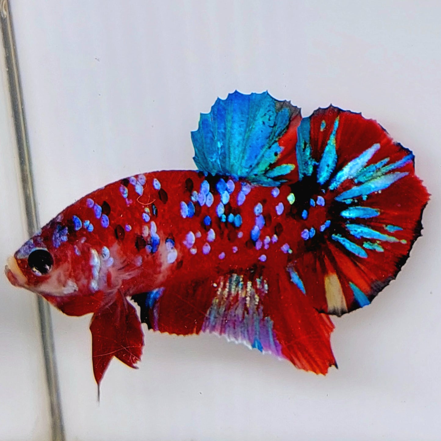 Sparkling Red Galaxy HMPK Male