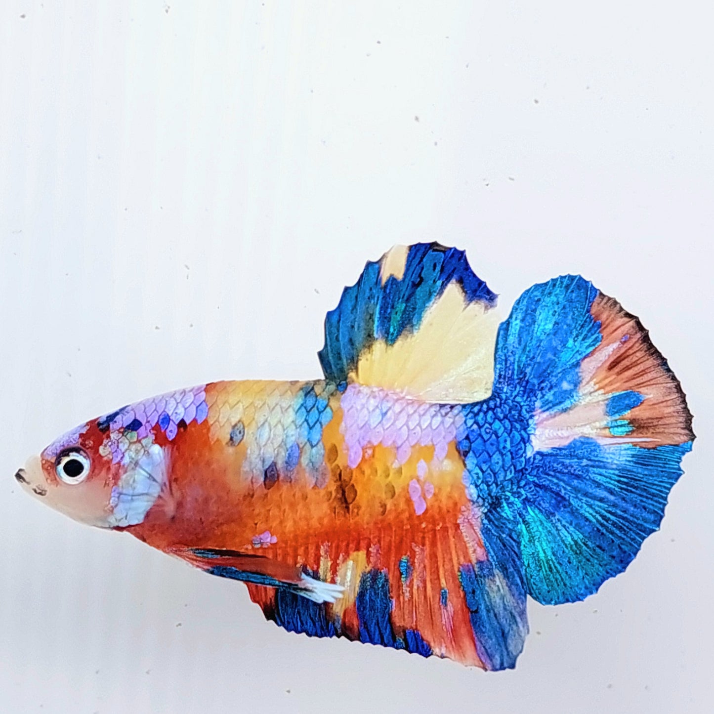 Multicolor Yellowbase Candy Galaxy HMPK Male