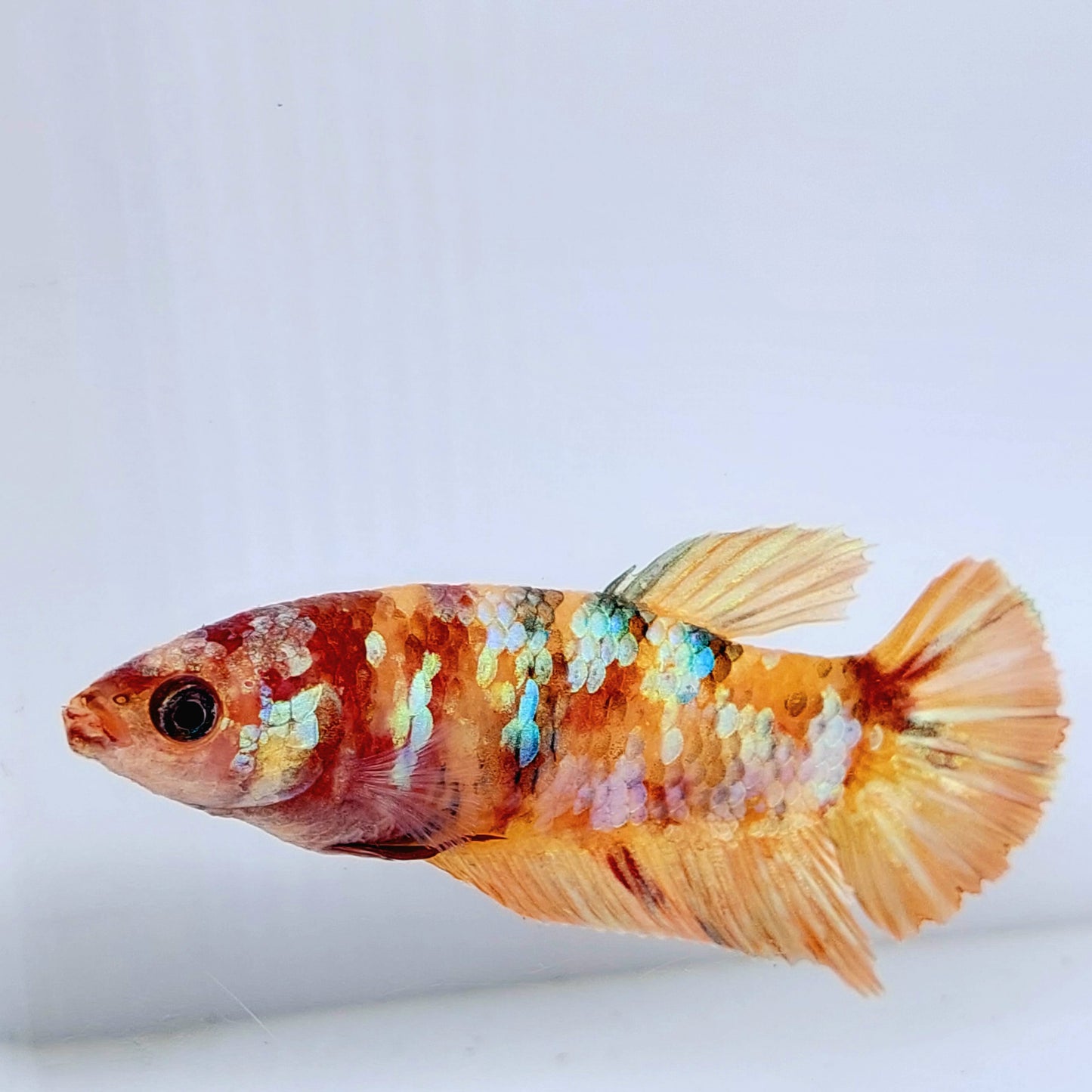 Orange Gold Galaxy HMPK Female For Sorority Tank/Breed