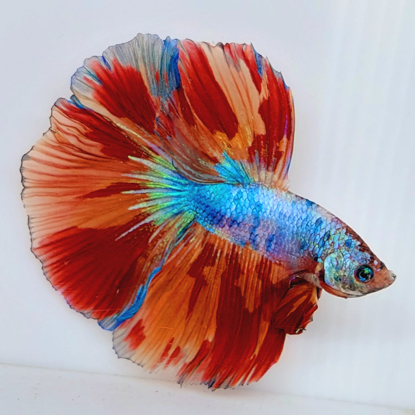 Multicolor Candy Halfmoon Male