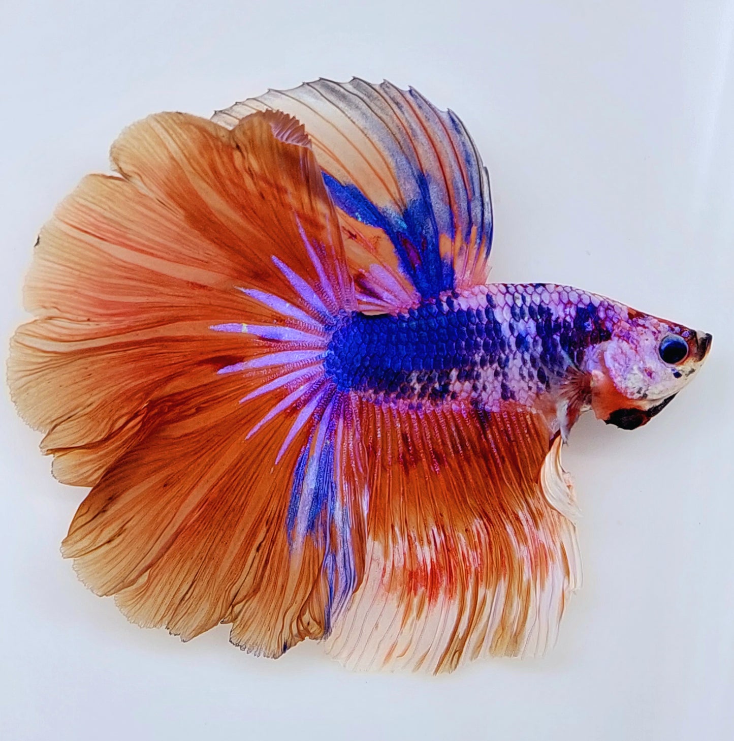 Multicolor Pink Candy Halfmoon Male