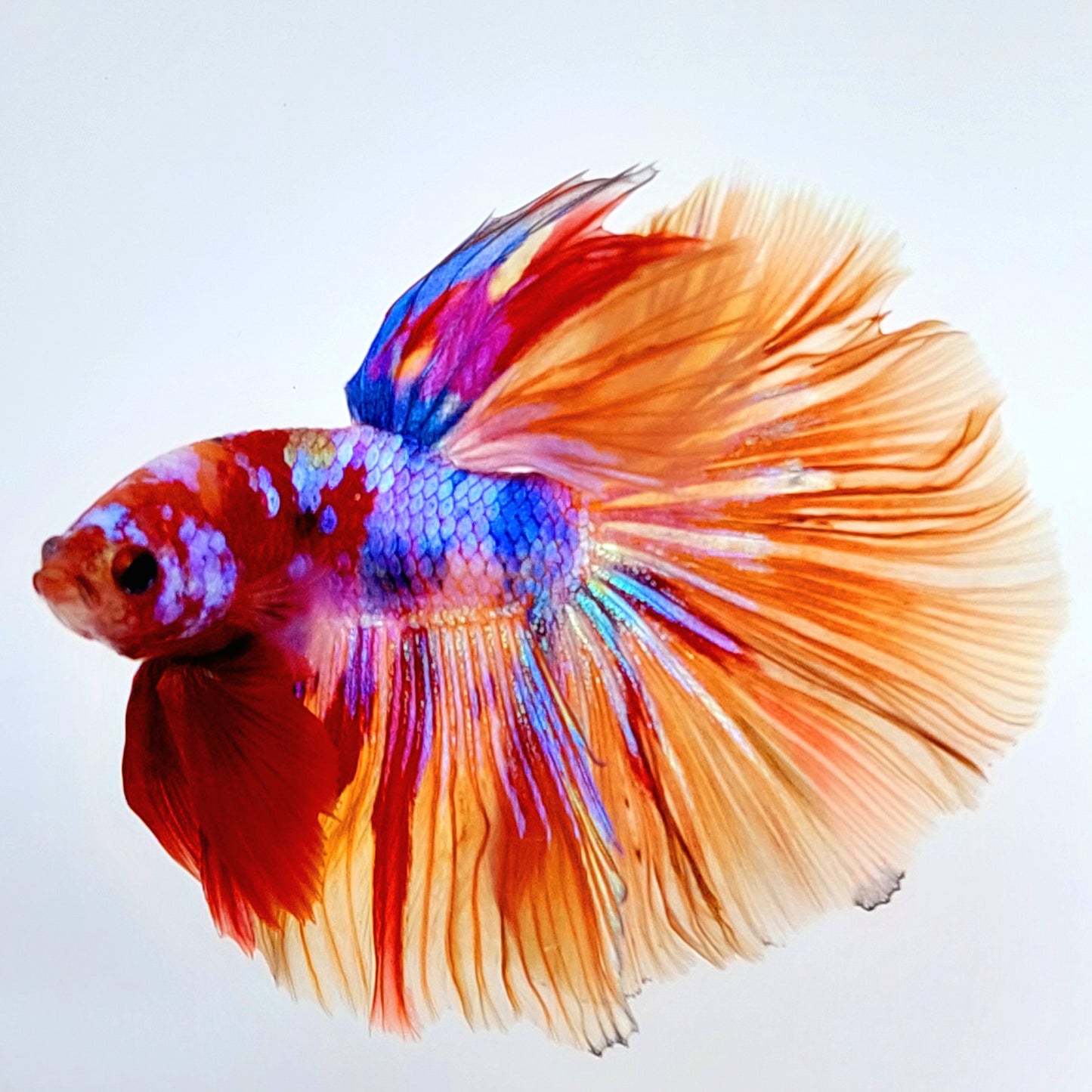 Multicolor Pink Purple Candy Galaxy Halfmoon Male