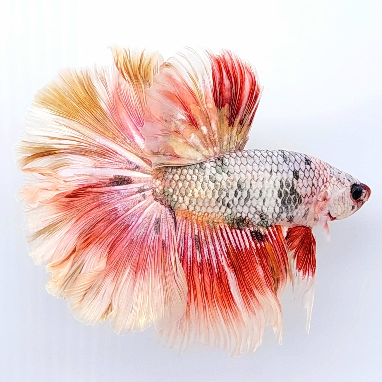 Multicolor Copper Candy Rosetail Halfmoon Male