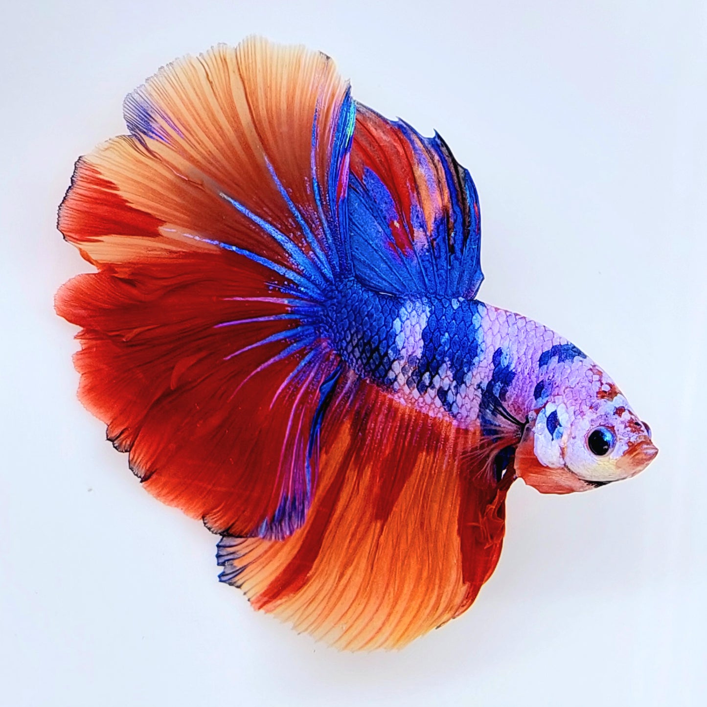 Multicolor Pink Fancy Halfmoon Male