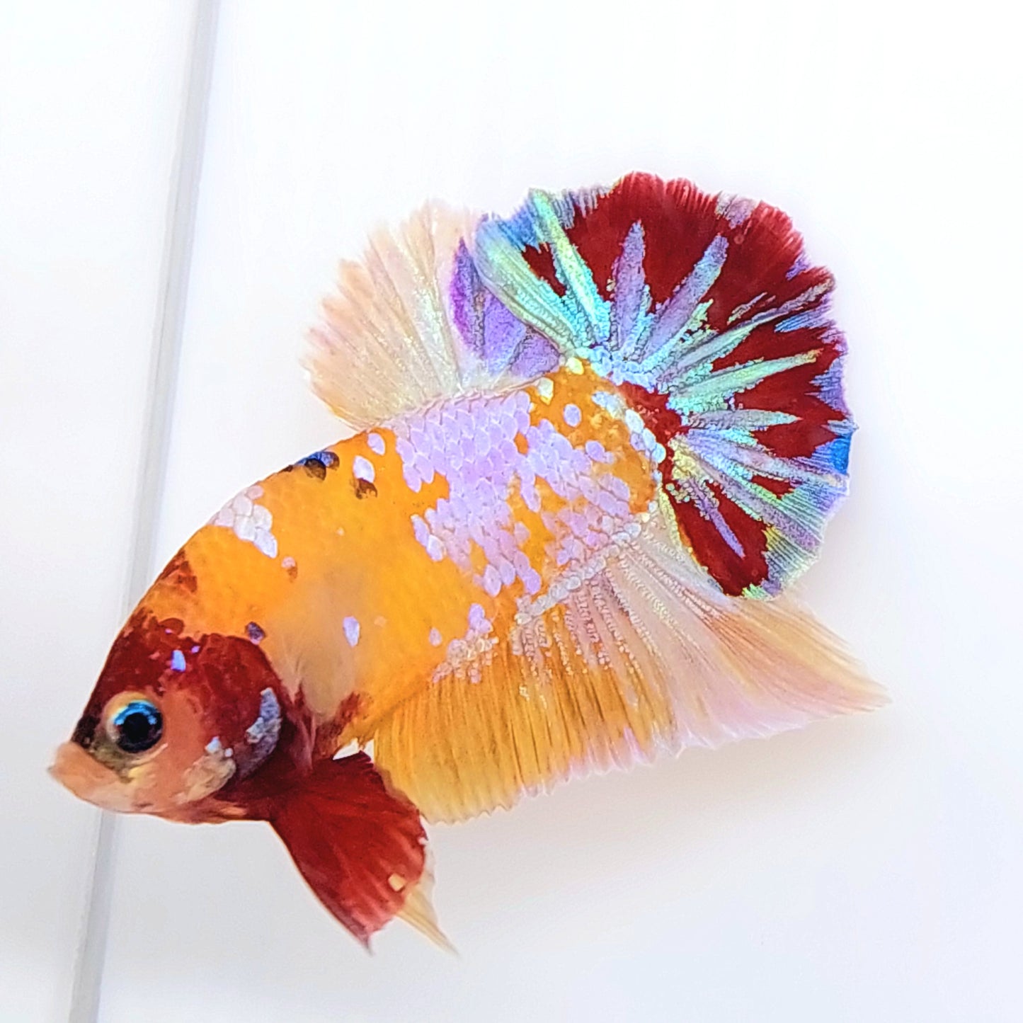 Yellowbase Multicolor Pink Purple Galaxy HMPK Male
