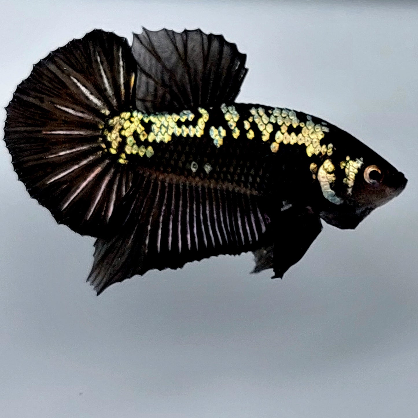 samurái negro hmpk macho