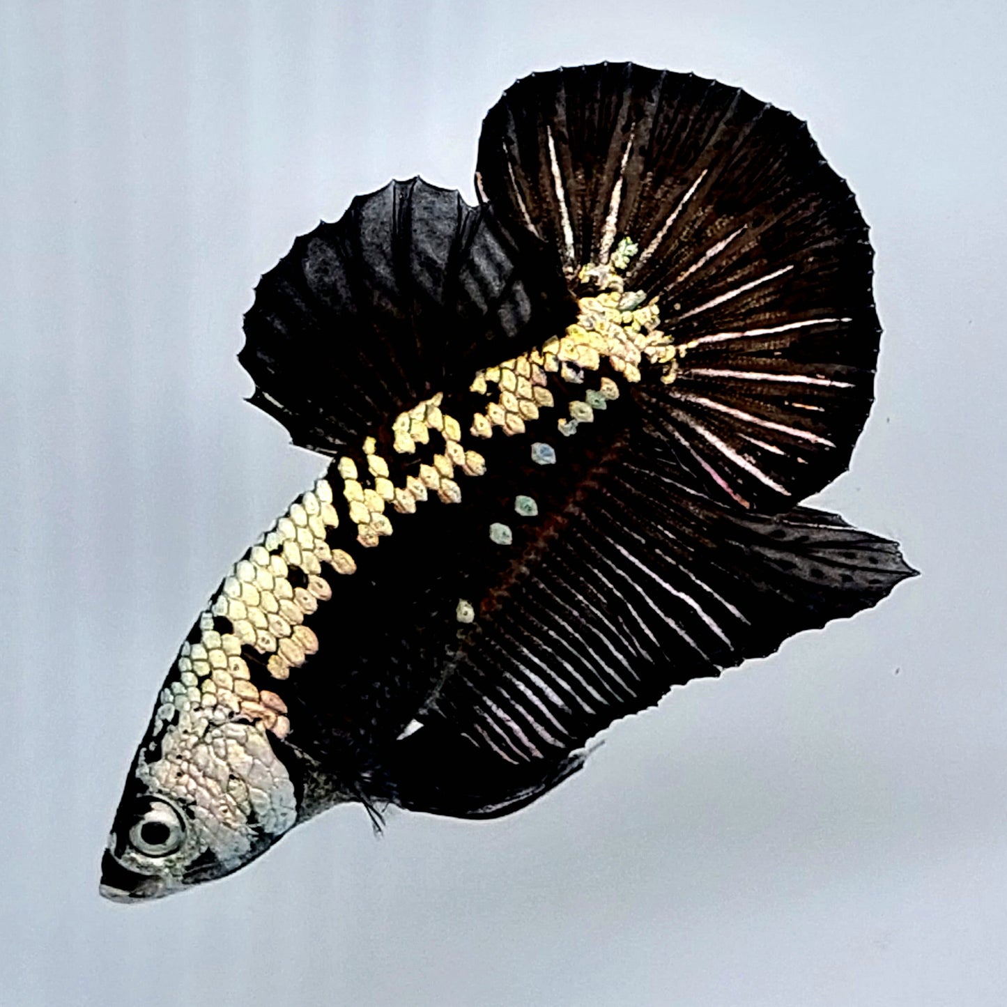 Black Samurai HMPK Male