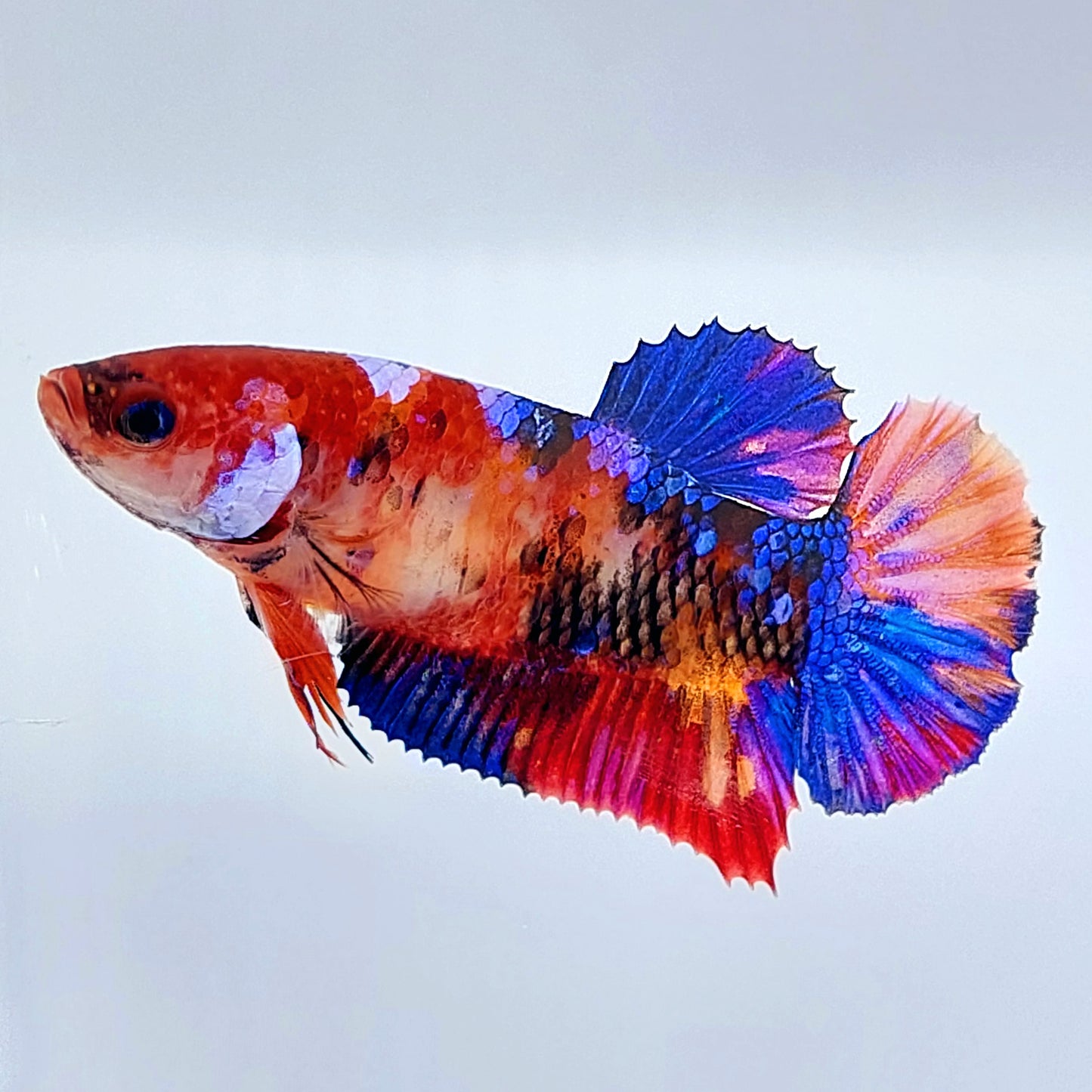 Multicolor Galaxy HMPK Female For Sorority Tank/Breed