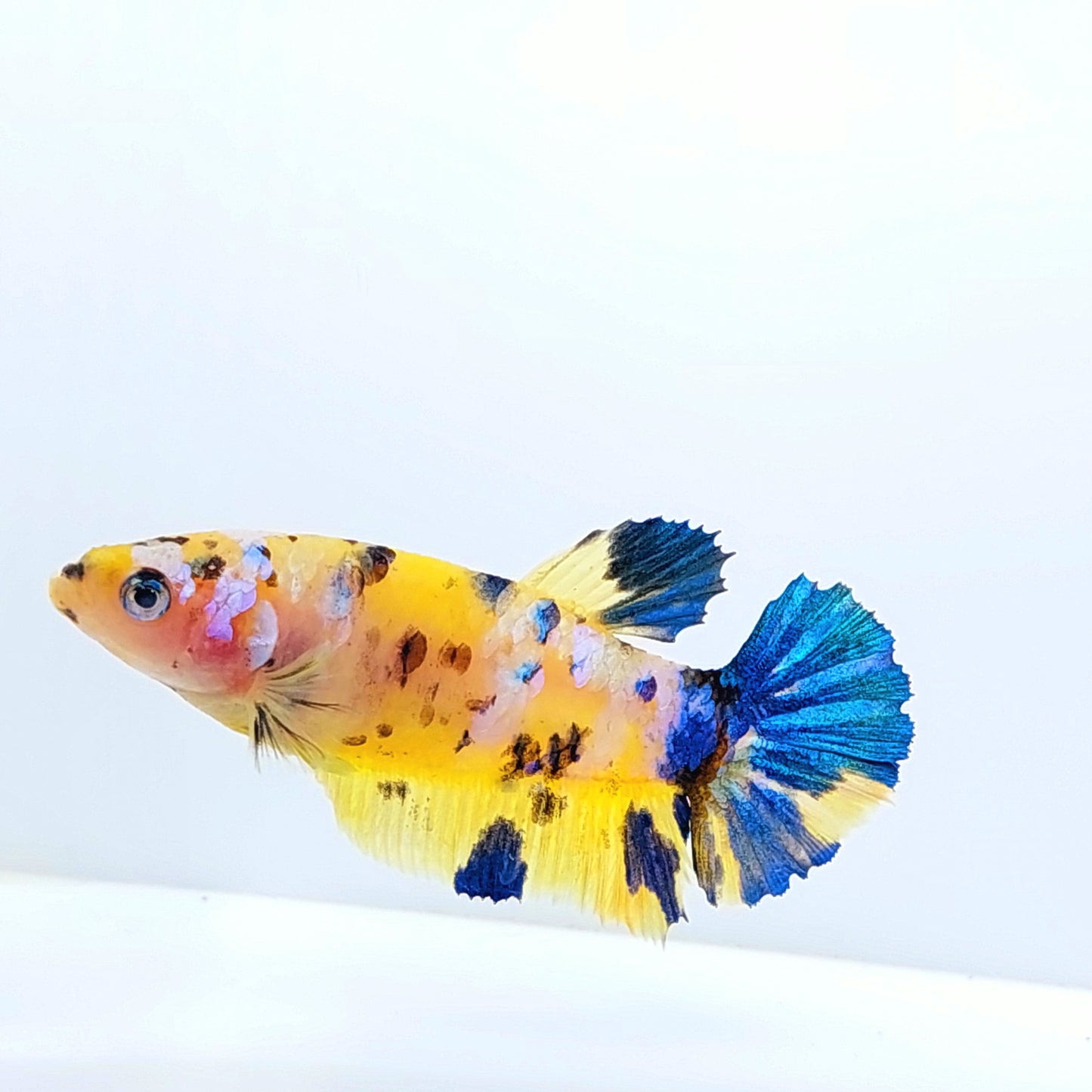 Yellow Tiger Koi Galaxy HMPK Female For Sorority Tank/Breed