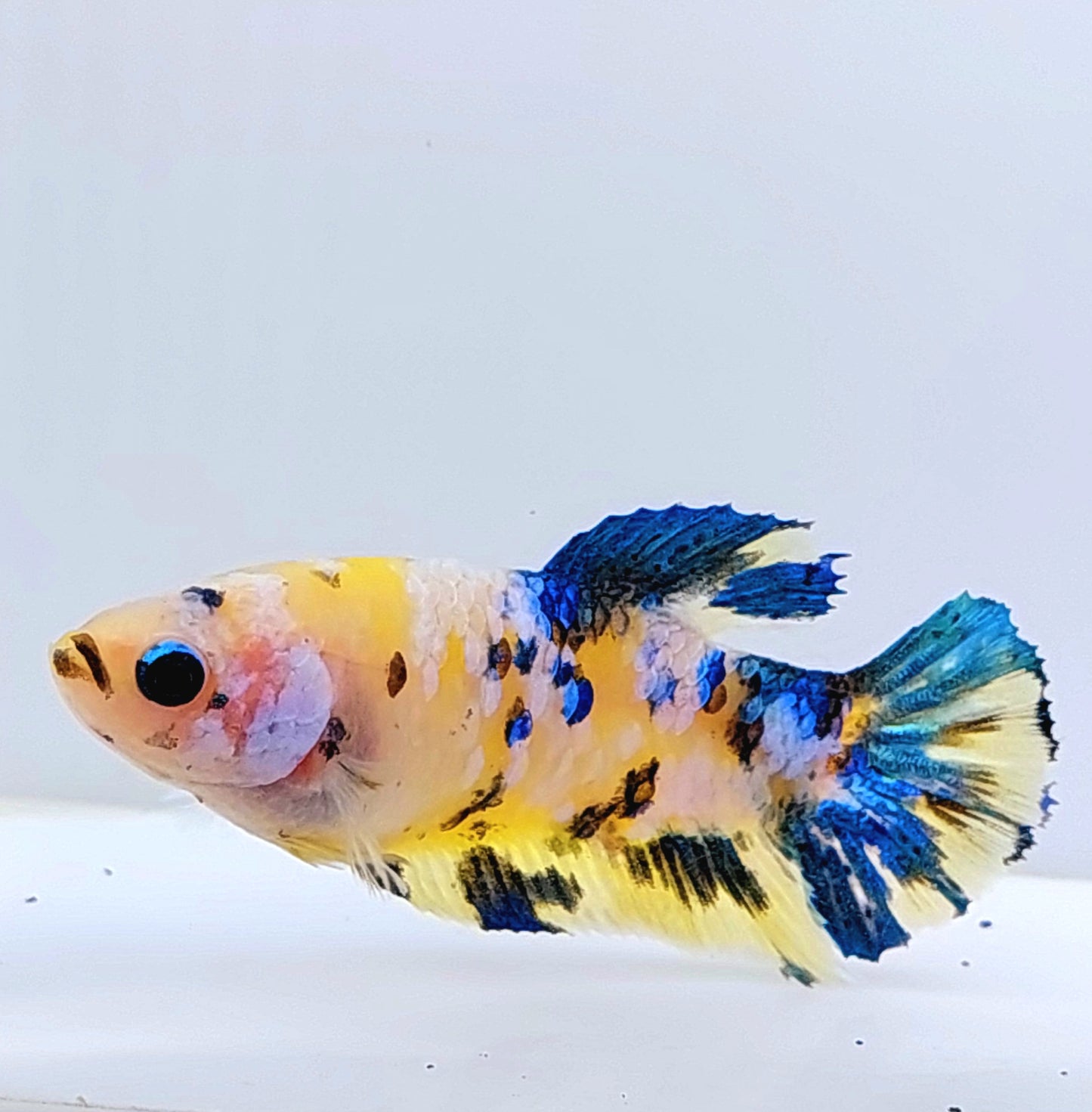 Yellow Koi Galaxy HMPK Female For Sorority Tank/Breed