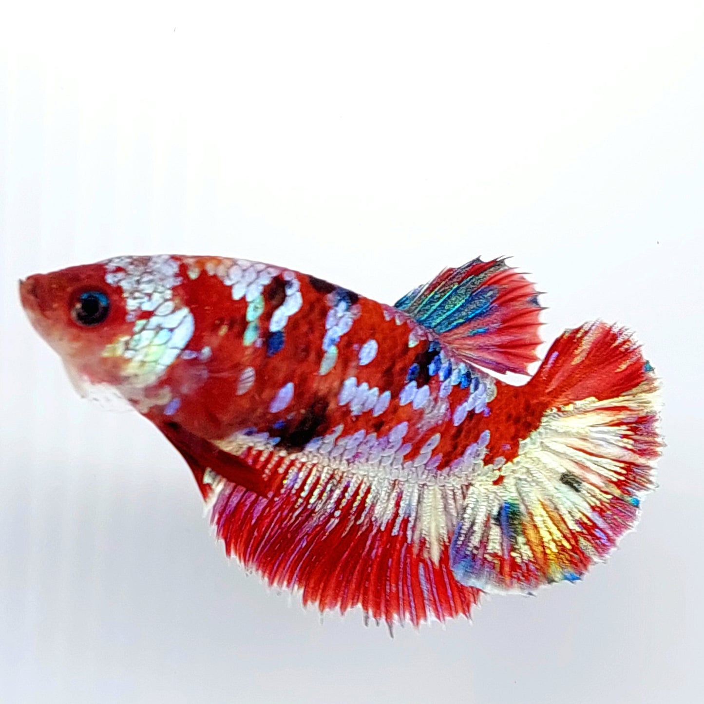 Multicolor Red Koi Galaxy Halfmoon Female For Sorority Tank/Breed