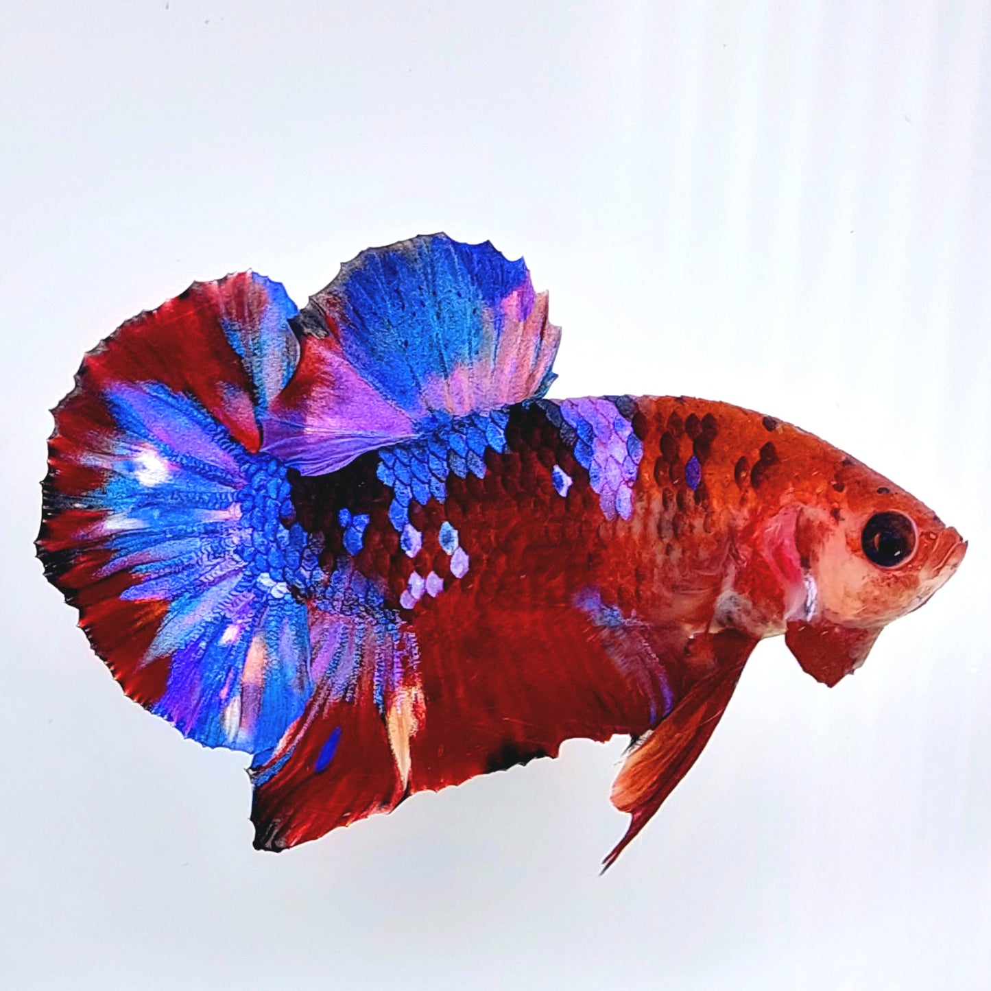 Multicolor Purple Galaxy HMPK Male