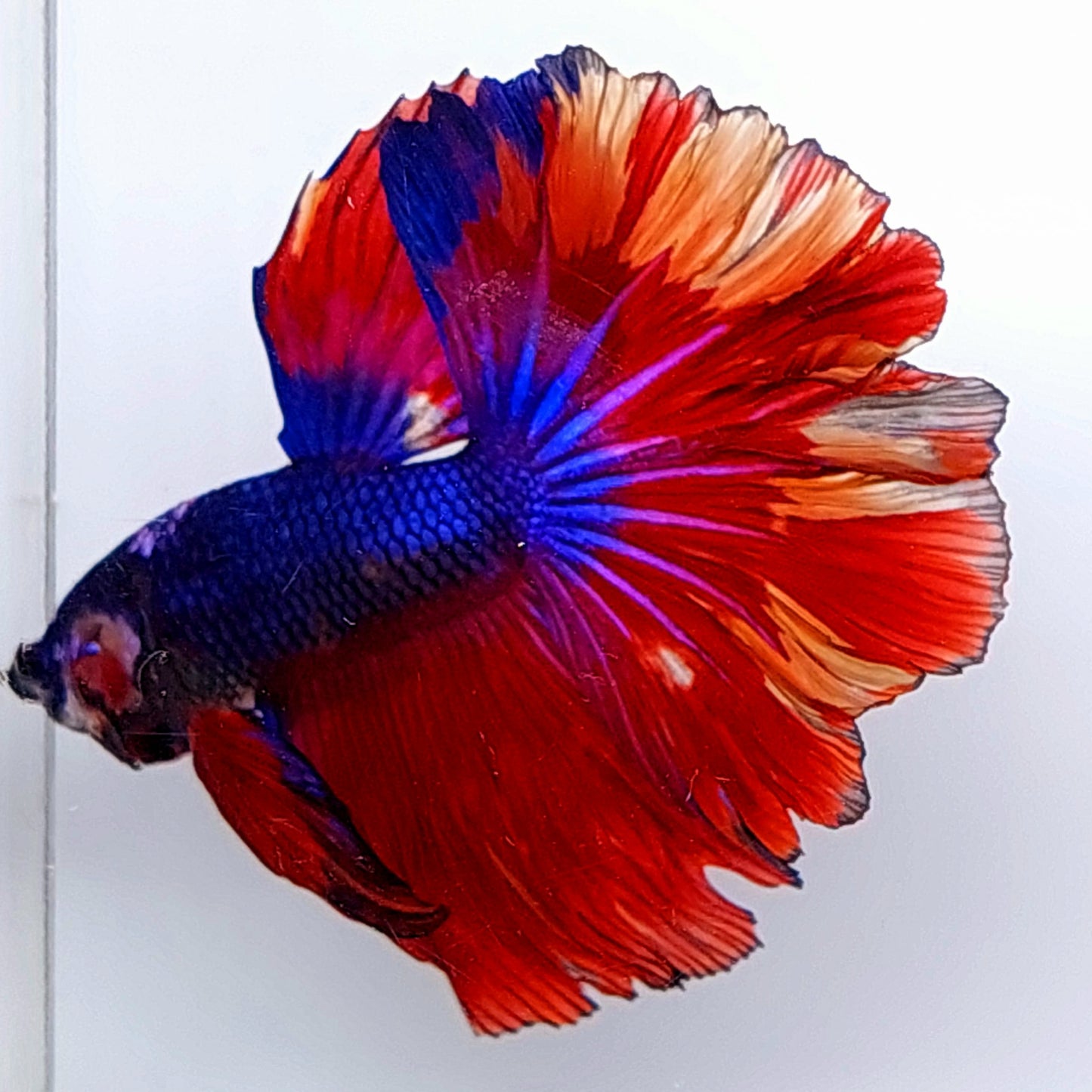 Multicolor Purple Candy Halfmoon Male