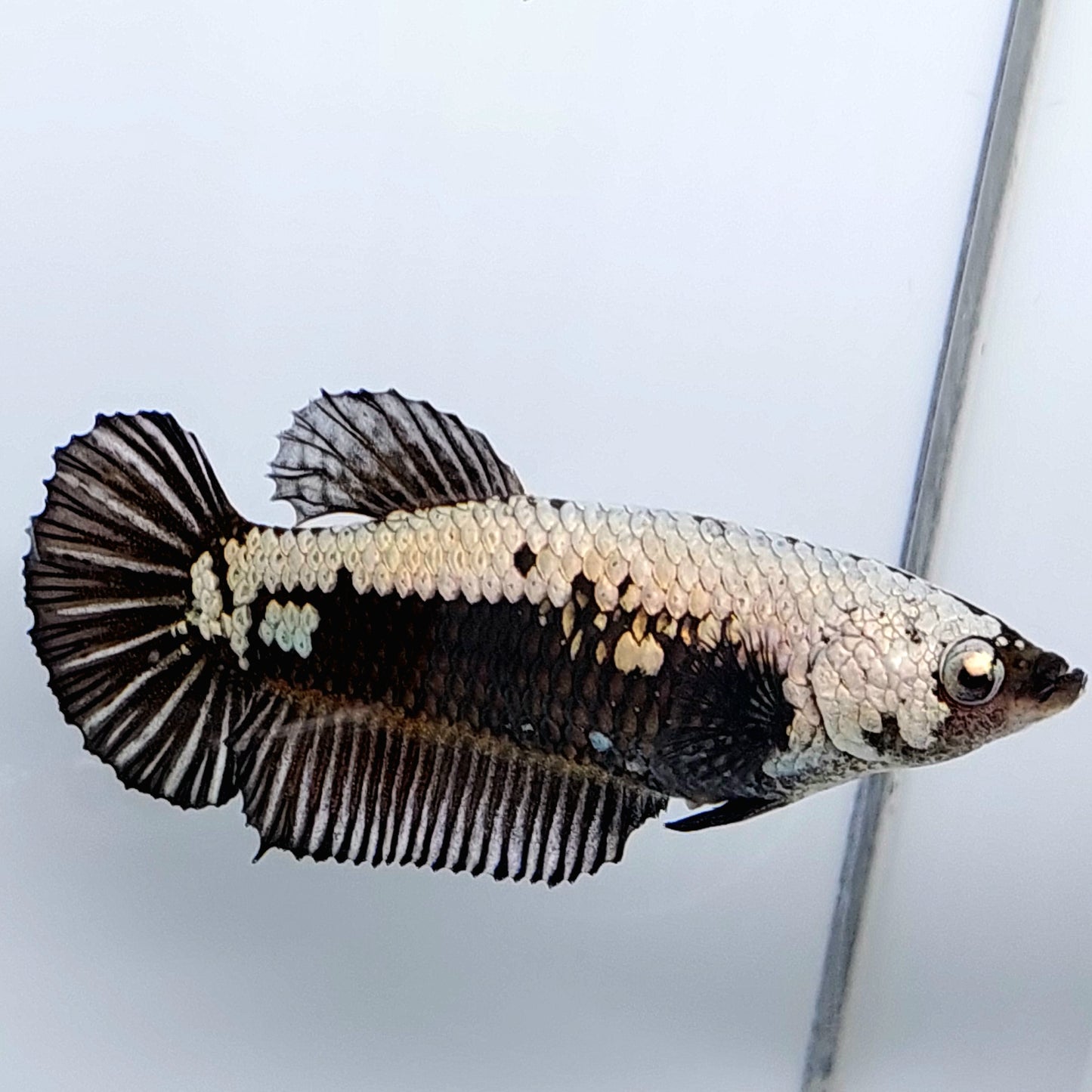 Black Samurai HMPK Female For Sorority Tank/Breed