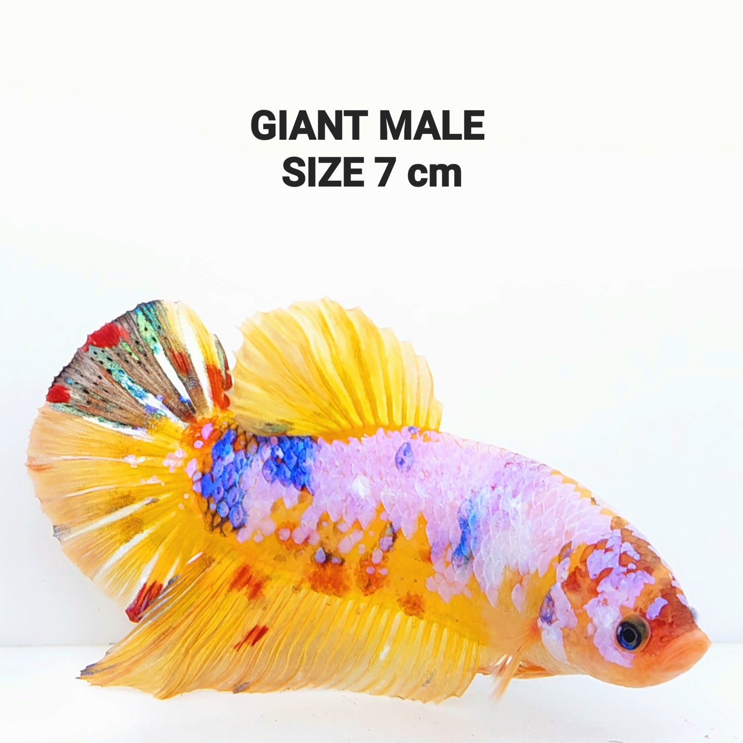 Yellowbase Multicolor Pink Galaxy GIANT HMPK Male