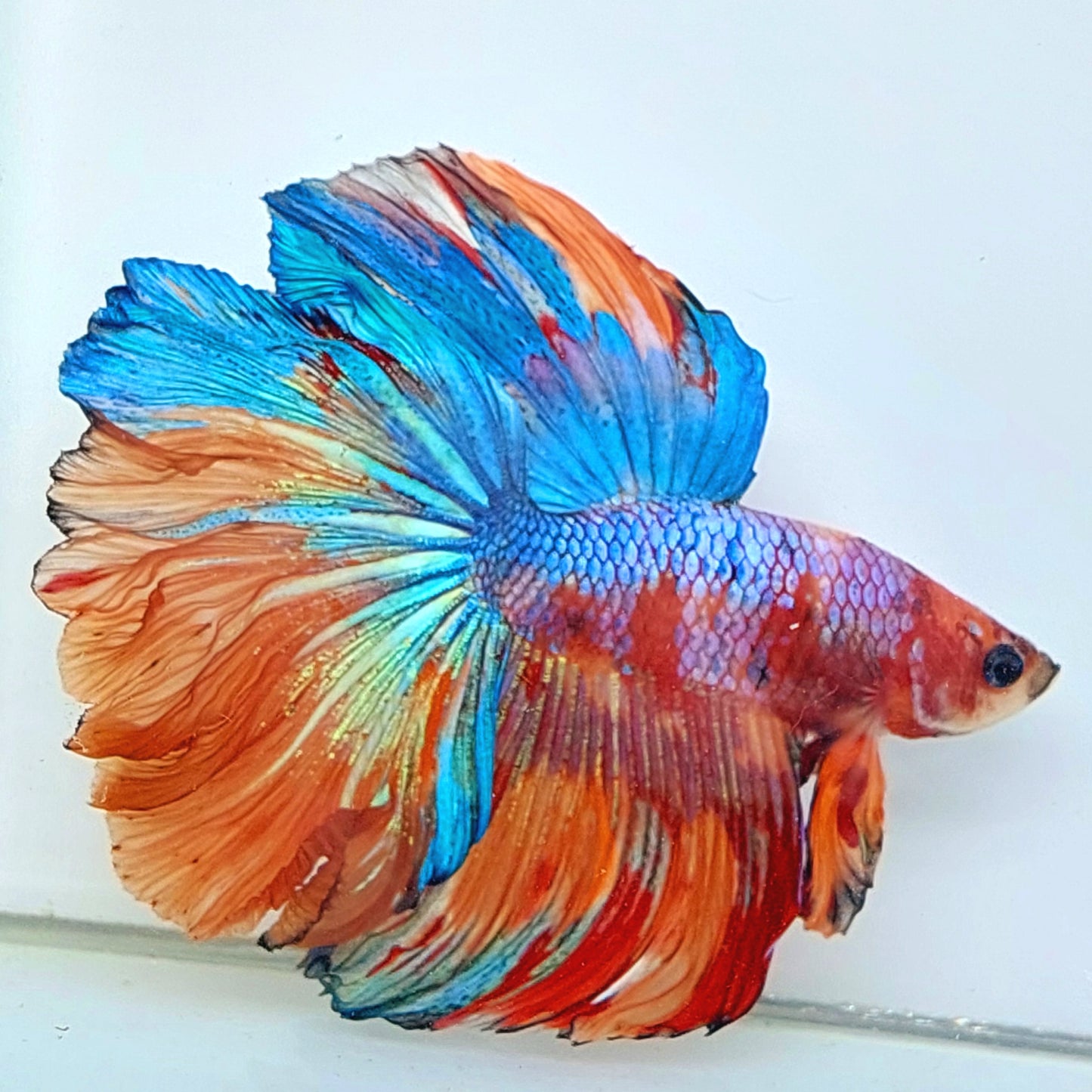 Multicolor Galaxy Rosetail Halfmoon Male