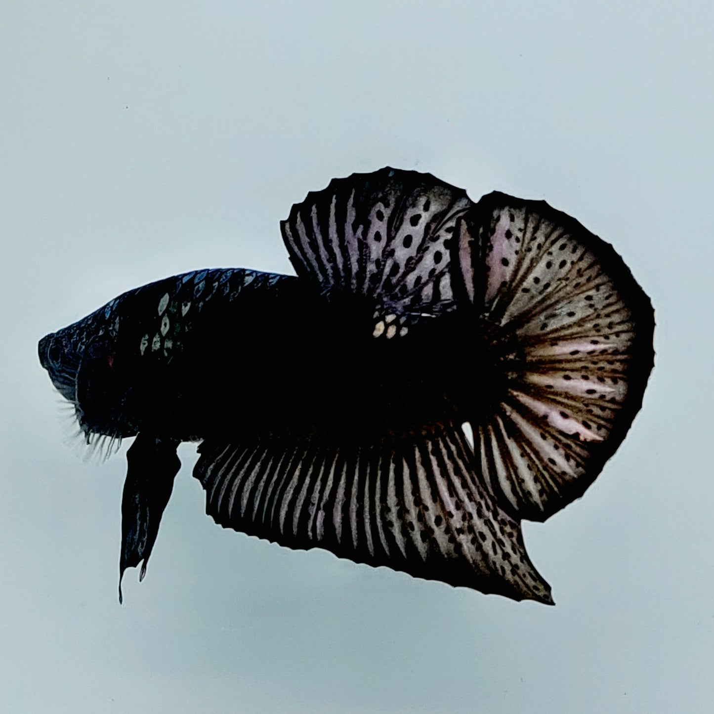 Black Mamba HMPK Male