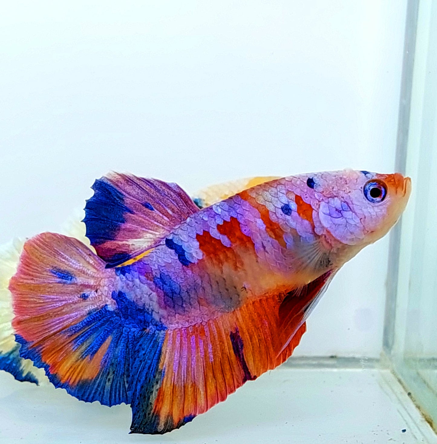 Multicolor Purple Pink Candy Galaxy HMPK Male