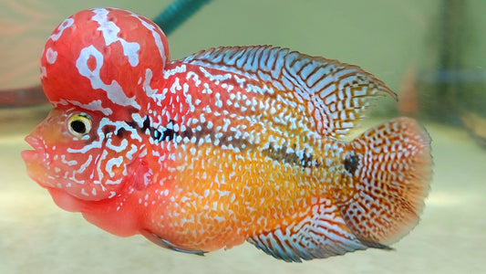 Kamfa F3 Two Tone Crosshead Flowerhorn Size 12cm