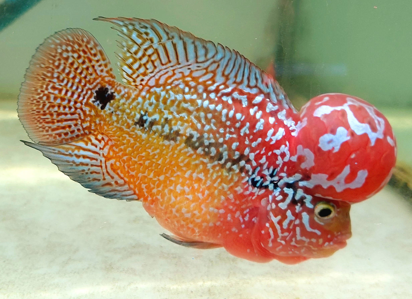 Kamfa F3 Two Tone Crosshead Flowerhorn Size 12cm