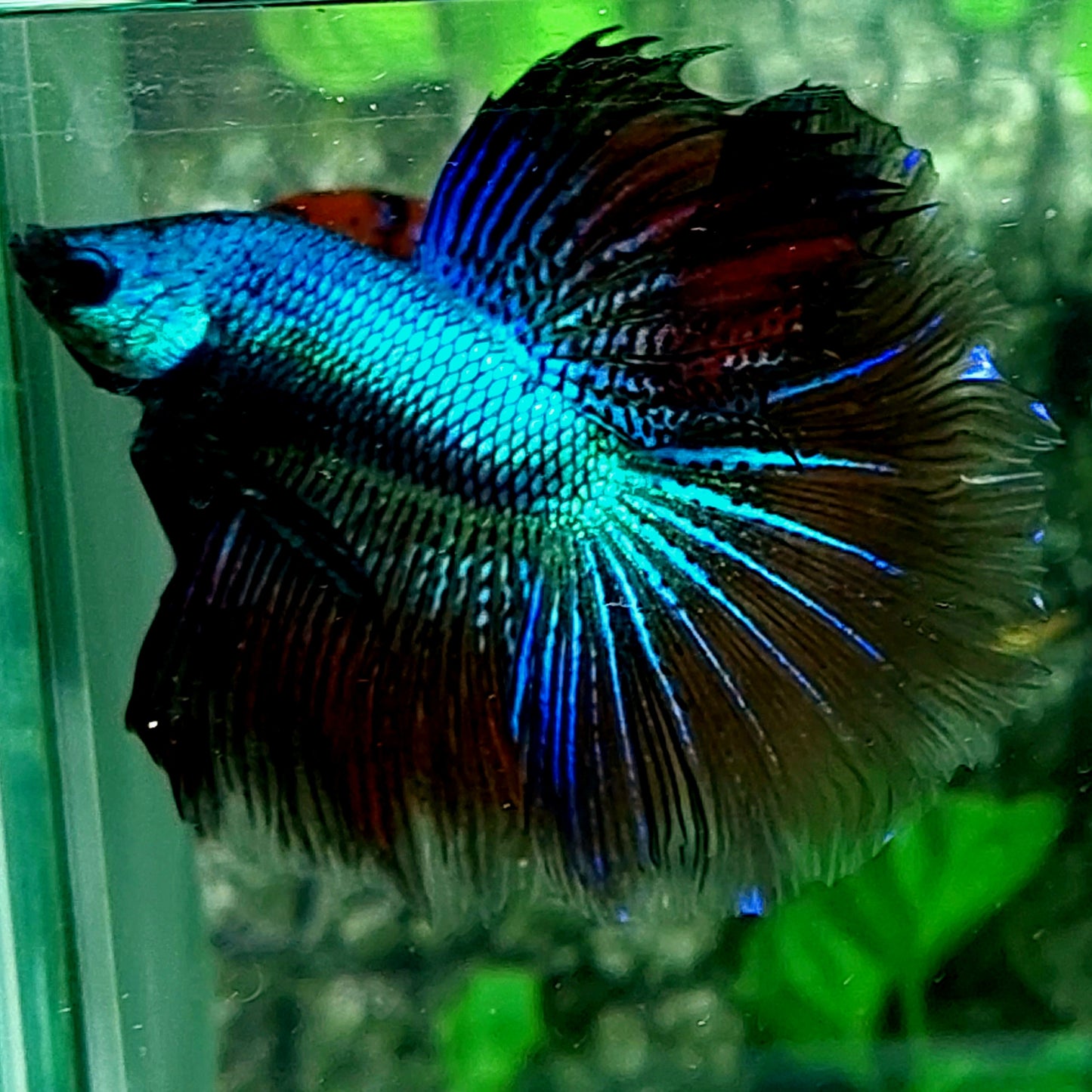 Black Orchid Halfmoon Male