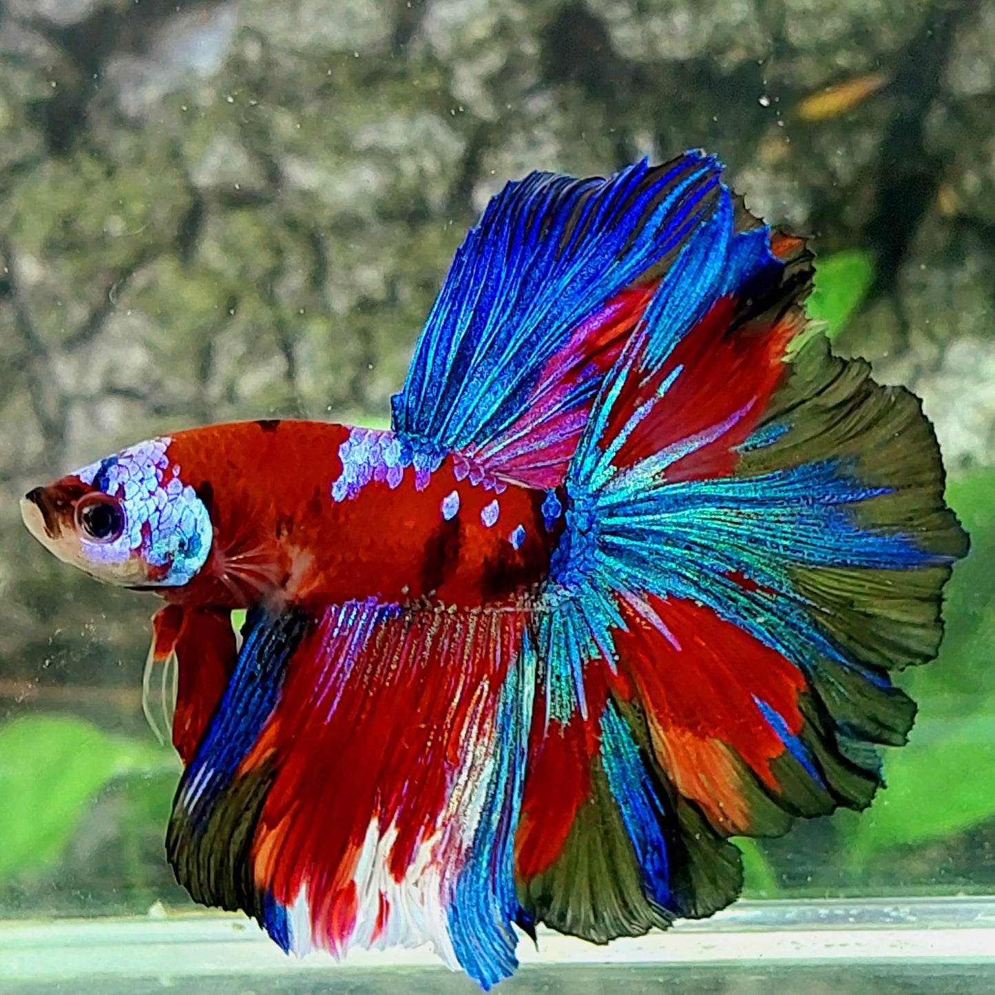 Multicolor Red Galaxy Halfmoon Male