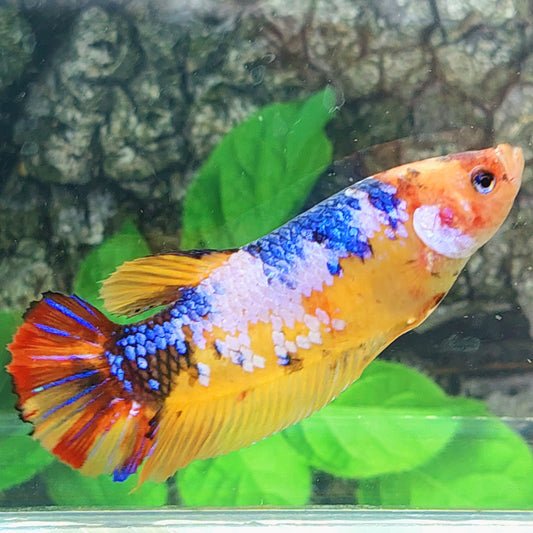 Yellowbase Samurai Multicolor HMPK GIANT Female For Sorority Tank/Breed
