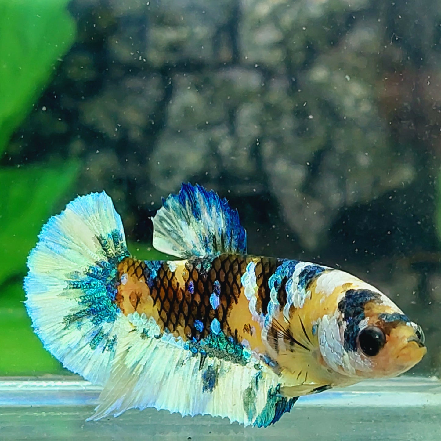 Yellow Tiger Skyblue Koi Galaxy HMPK Female For Sorority Tank/Breed
