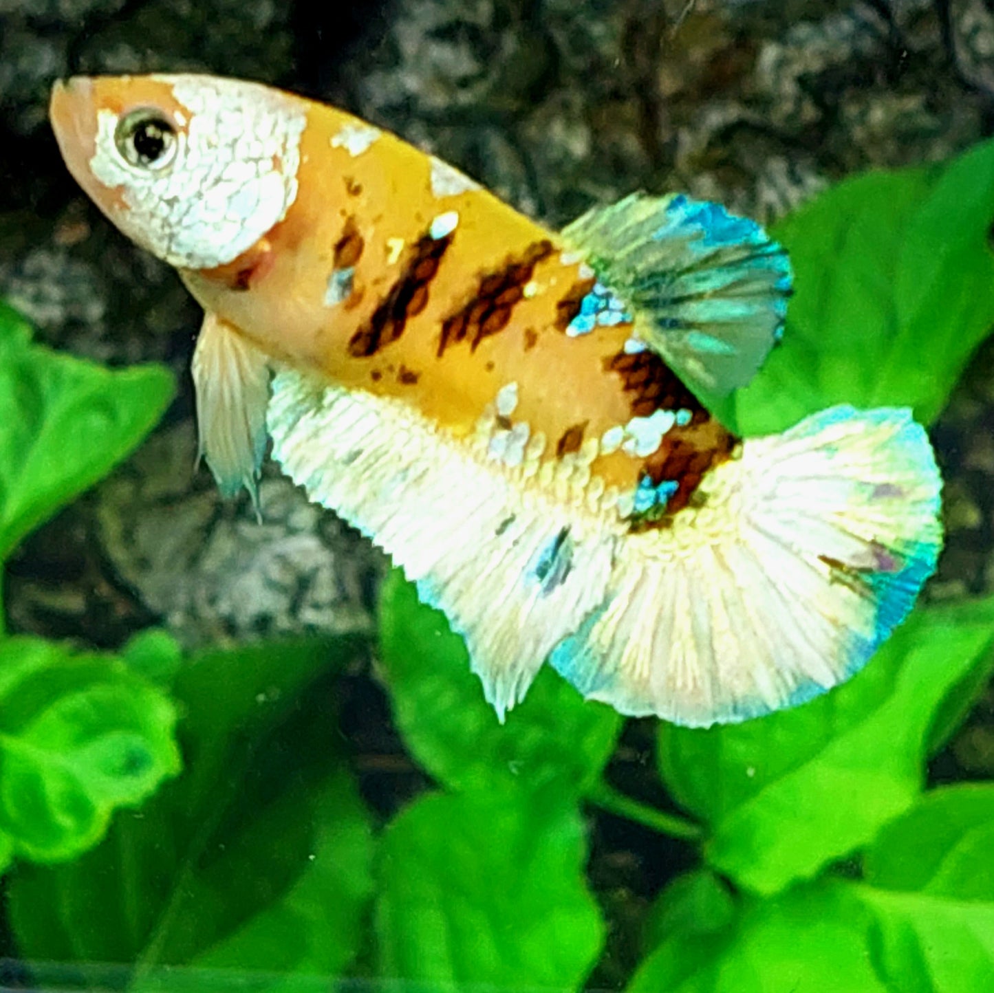 Yellow Tiger Galaxy HMPK Female For Sorority Tank/Breed