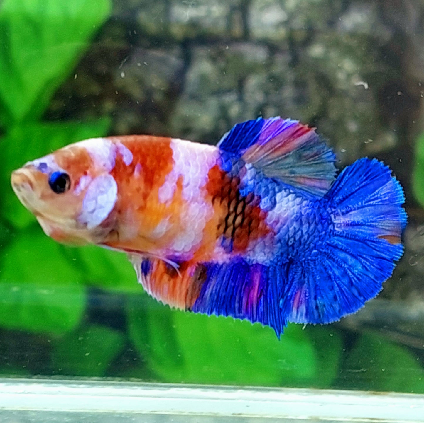 Multicolor Pink Galaxy HMPK Female For Sorority Tank/Breed
