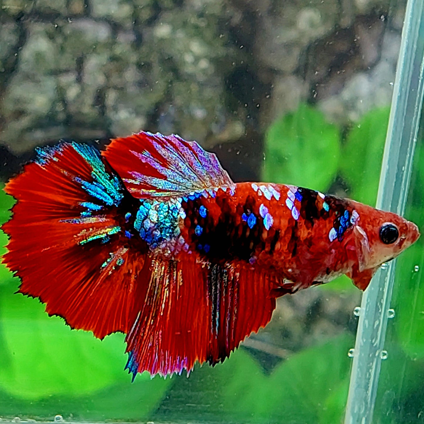 Red Tiger Galaxy Halfmoon hembra para hermandad de mujeres tanque/raza