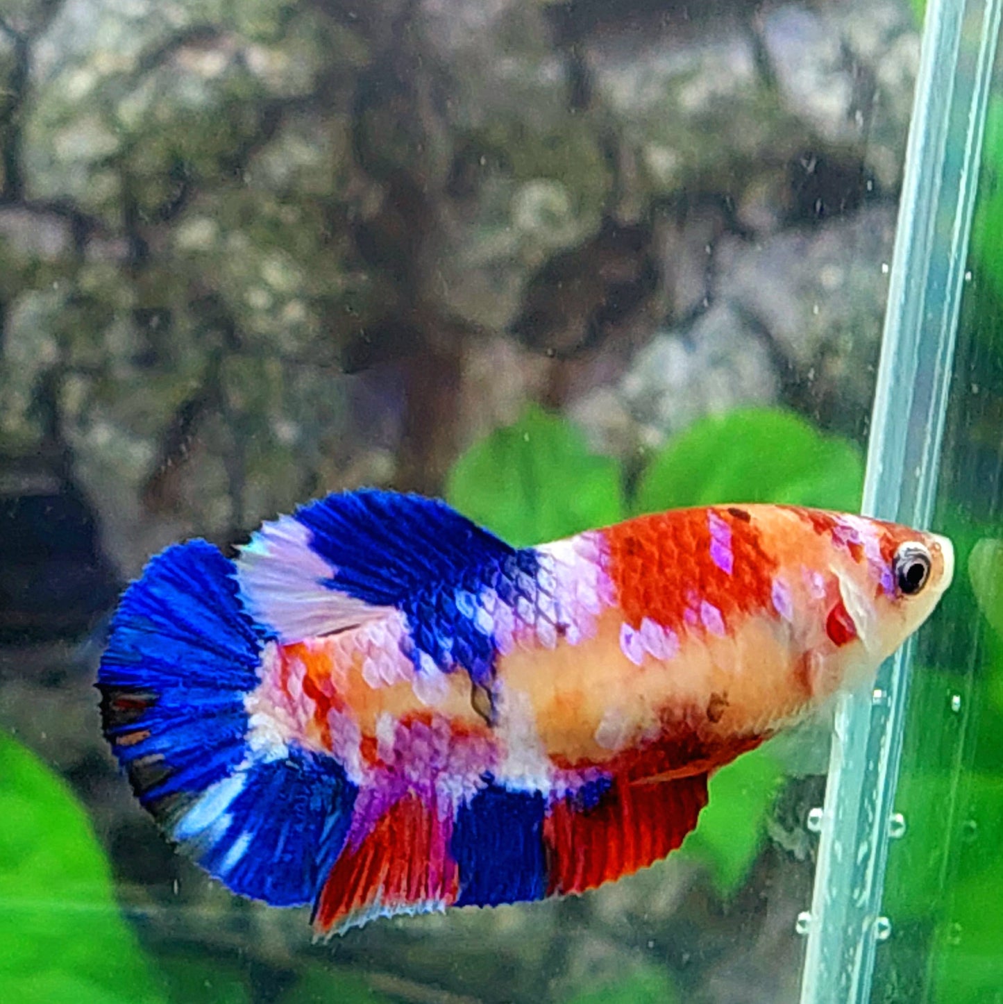 Multicolor Pink Galaxy HMPK Female For Sorority Tank/Breed