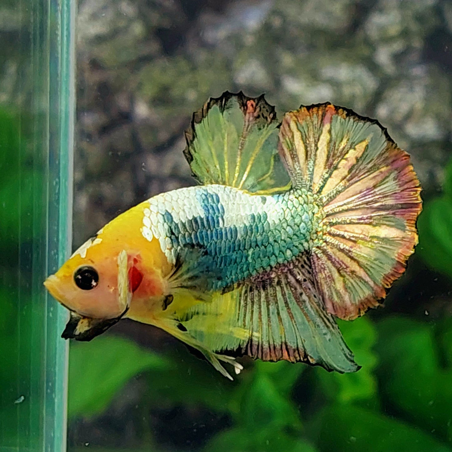 Yellowhead Gold Koi Copper Green Galaxy HMPK Male