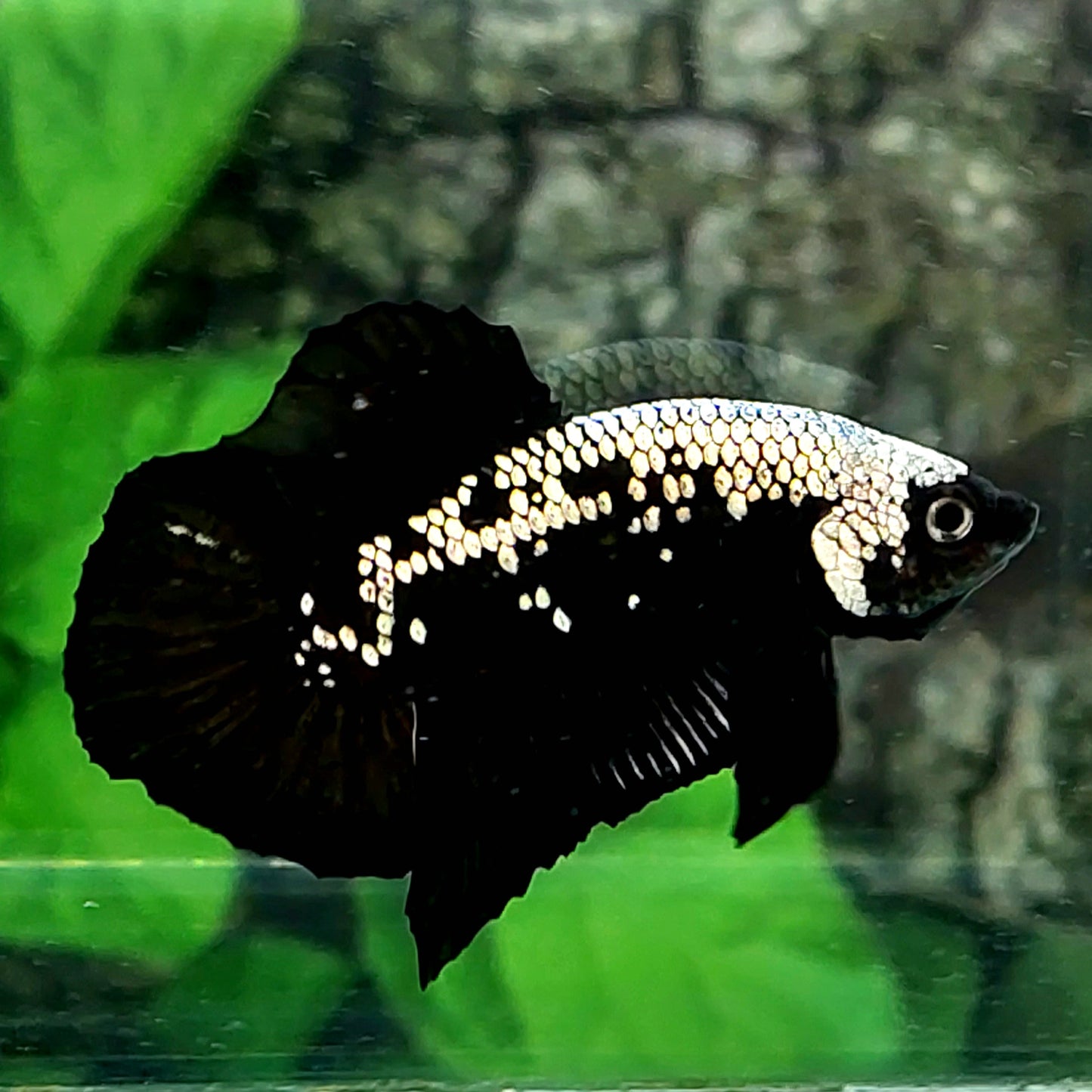 Black Samurai HMPK Male