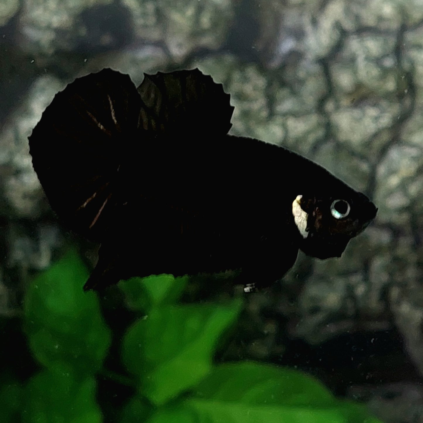 Fantasma negro HMPK macho