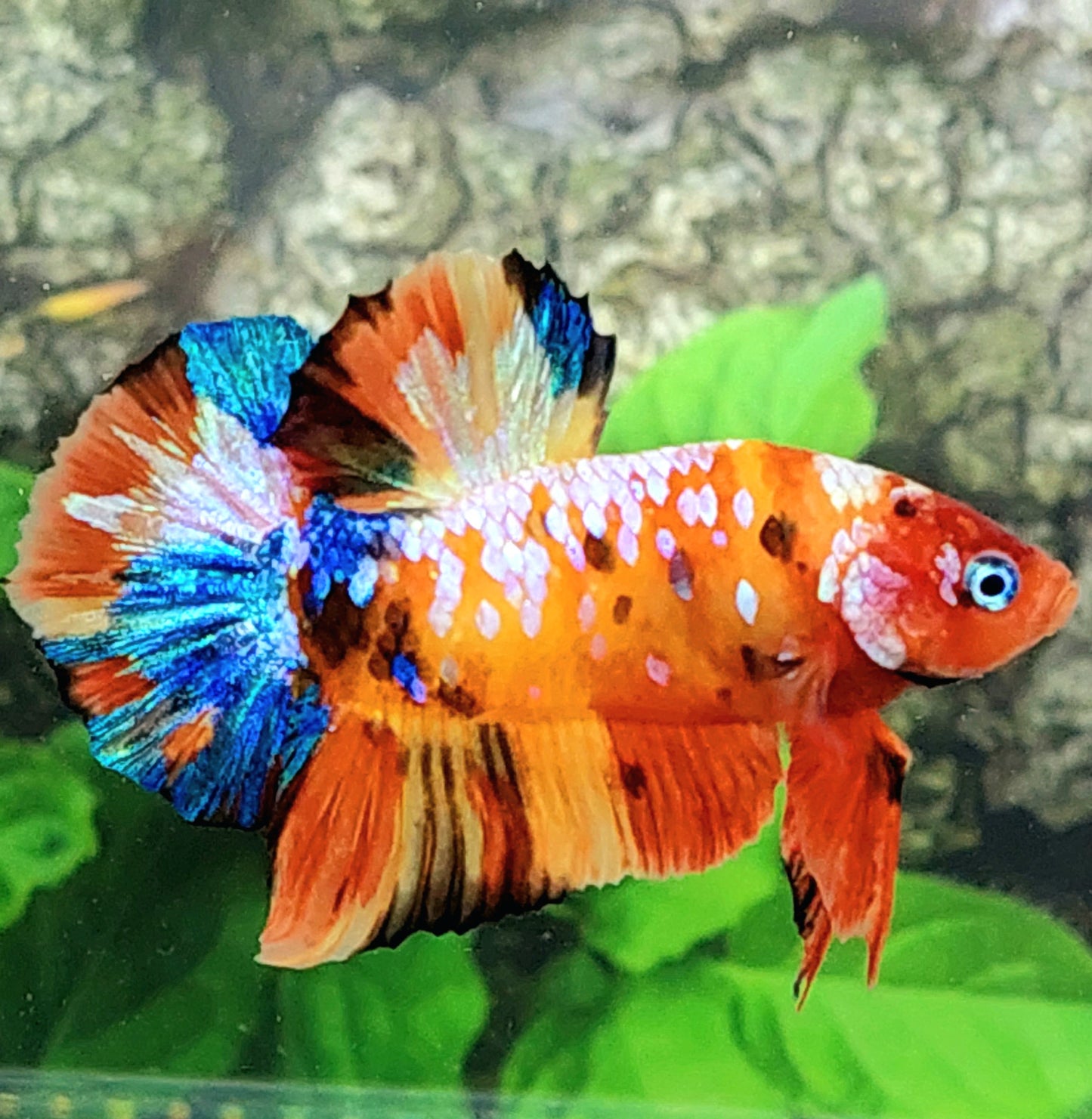 Yellowbase Multicolor Pink Galaxy HMPK Male