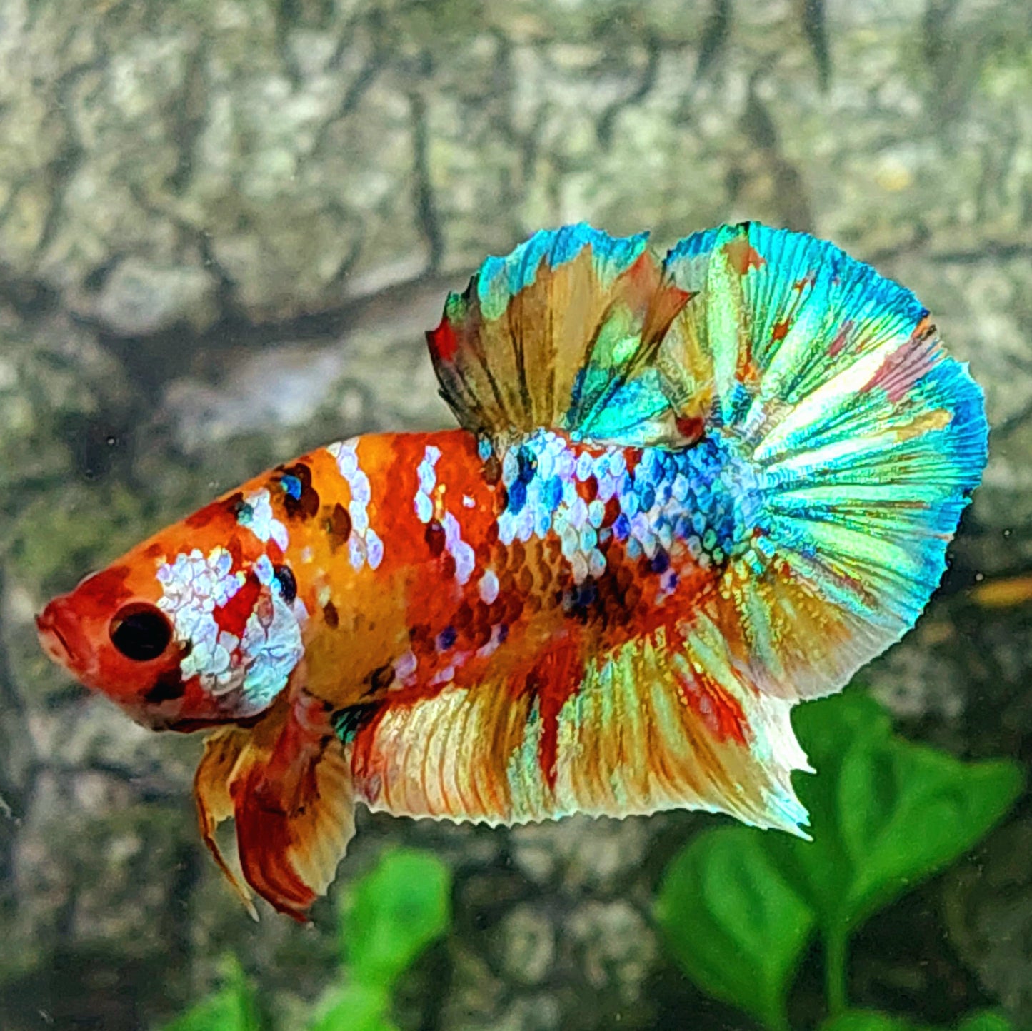 Multicolor Galaxy HMPK Male